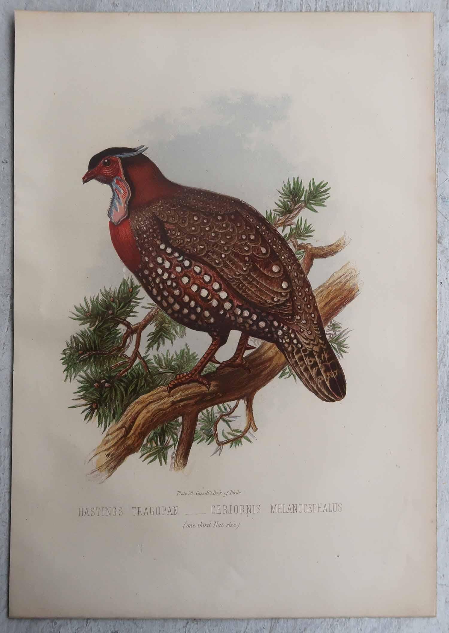 Anglais Ensemble de 4 estampes originales anciennes représentant des oiseaux, C.I.C. en vente