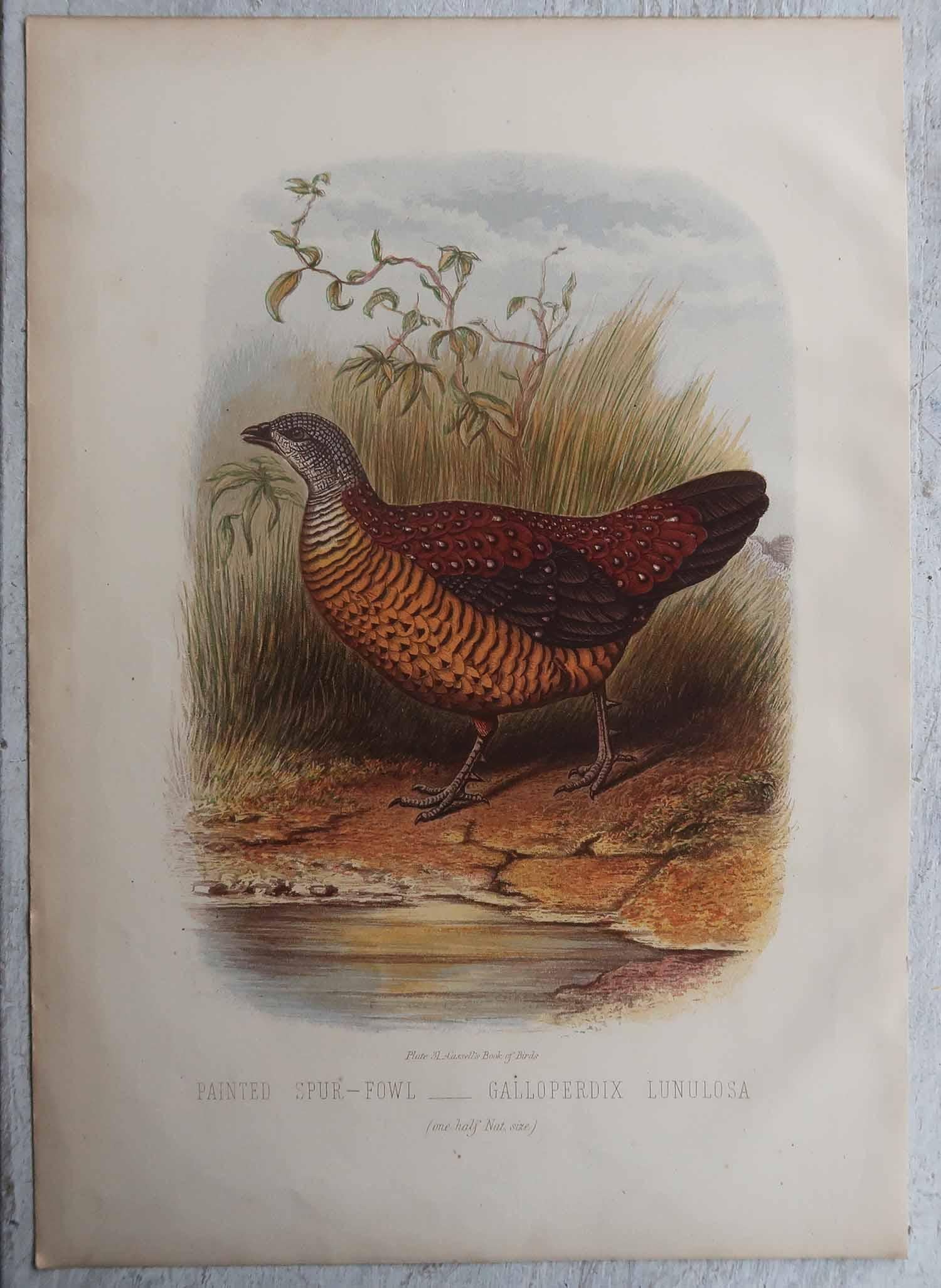 Autre Ensemble de 4 estampes originales anciennes représentant des oiseaux, C.I.C. en vente