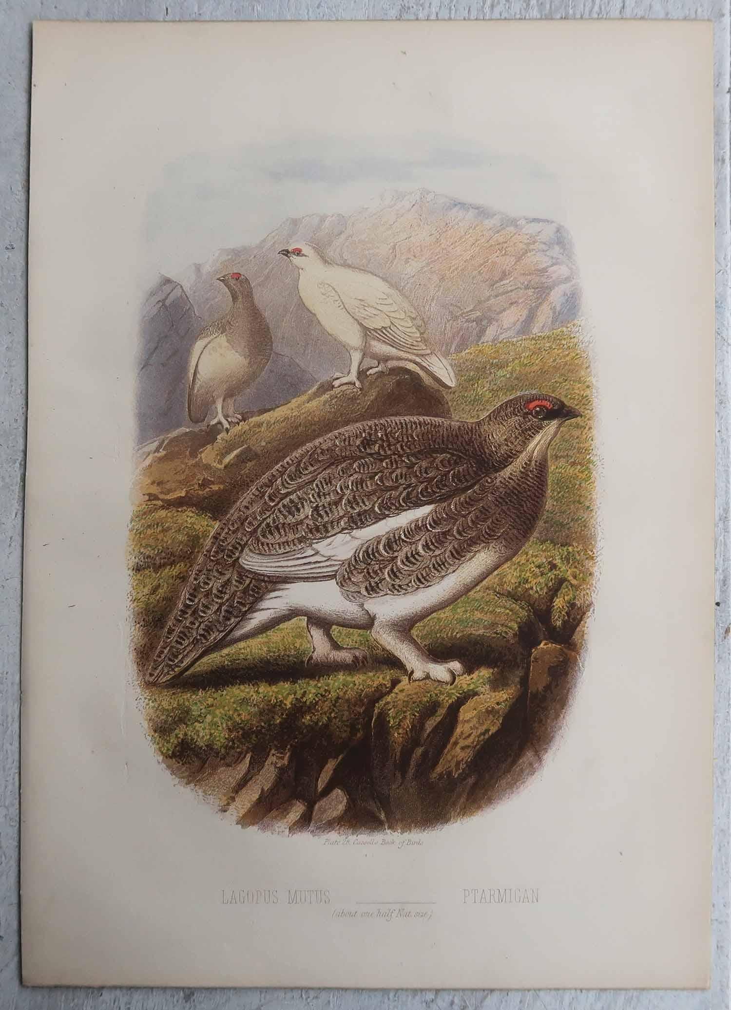 Ensemble de 4 estampes originales anciennes représentant des oiseaux, C.I.C. Bon état - En vente à St Annes, Lancashire