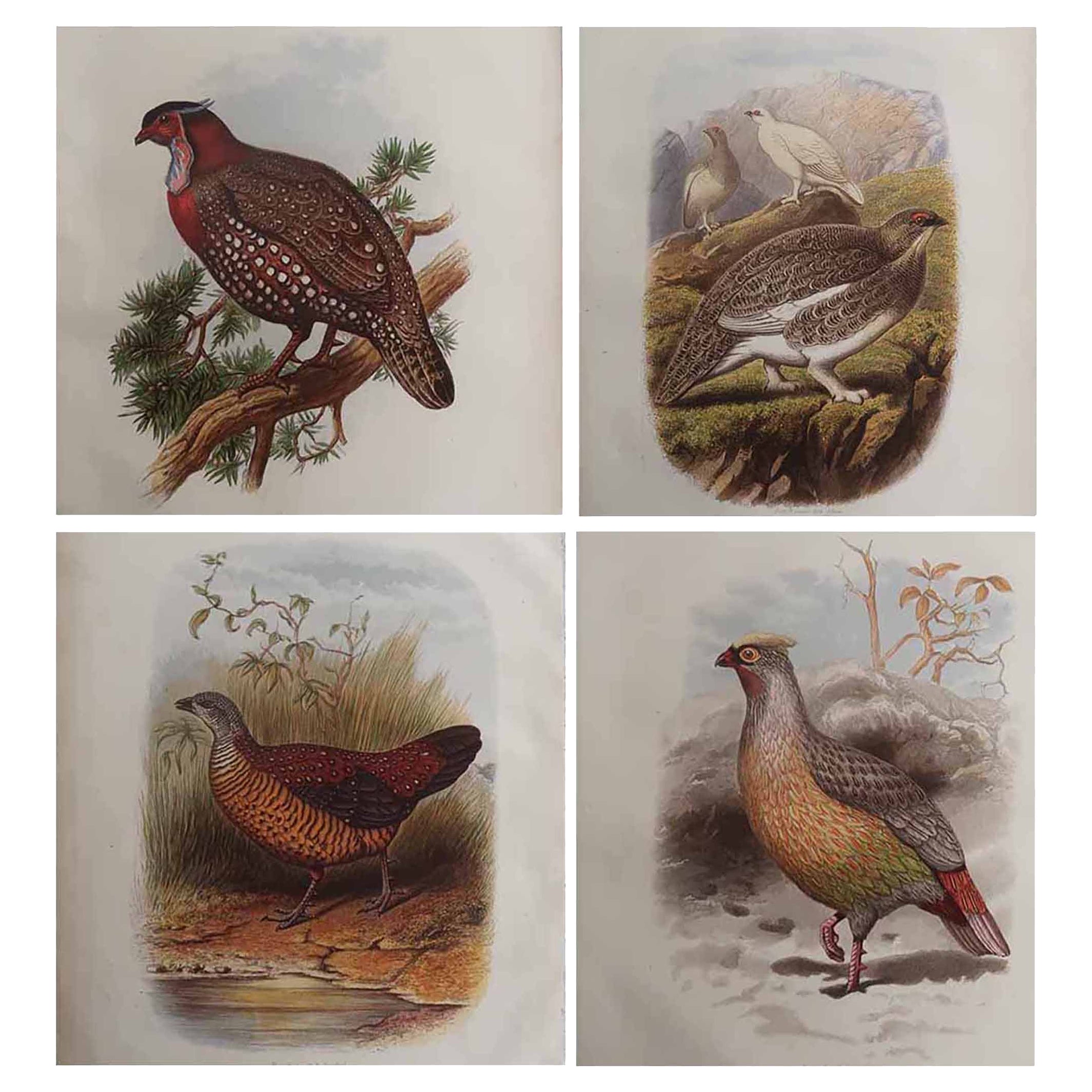 Ensemble de 4 estampes originales anciennes représentant des oiseaux, C.I.C. en vente