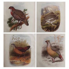 Set of 4 Original Antique Prints of Game Birds, C.1880.