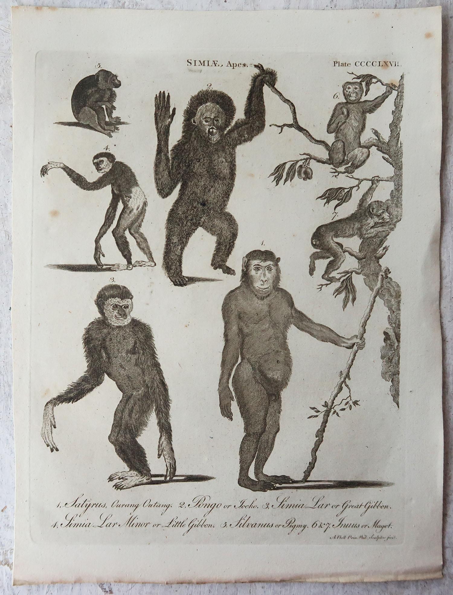 Great images of monkeys

Copper-plate engraving

Published C.1790

Unframed.