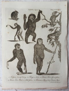 Set of 4 Original Antique Prints of Monkeys, circa 1790
