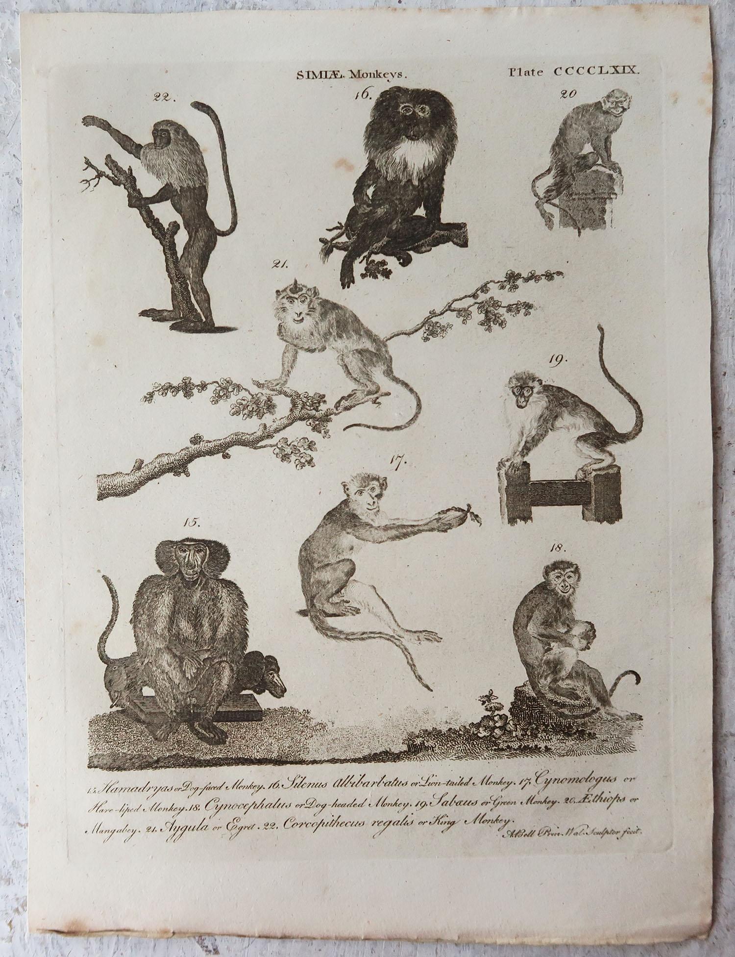 Georgian Set of 4 Original Antique Prints of Monkeys, circa 1790 For Sale
