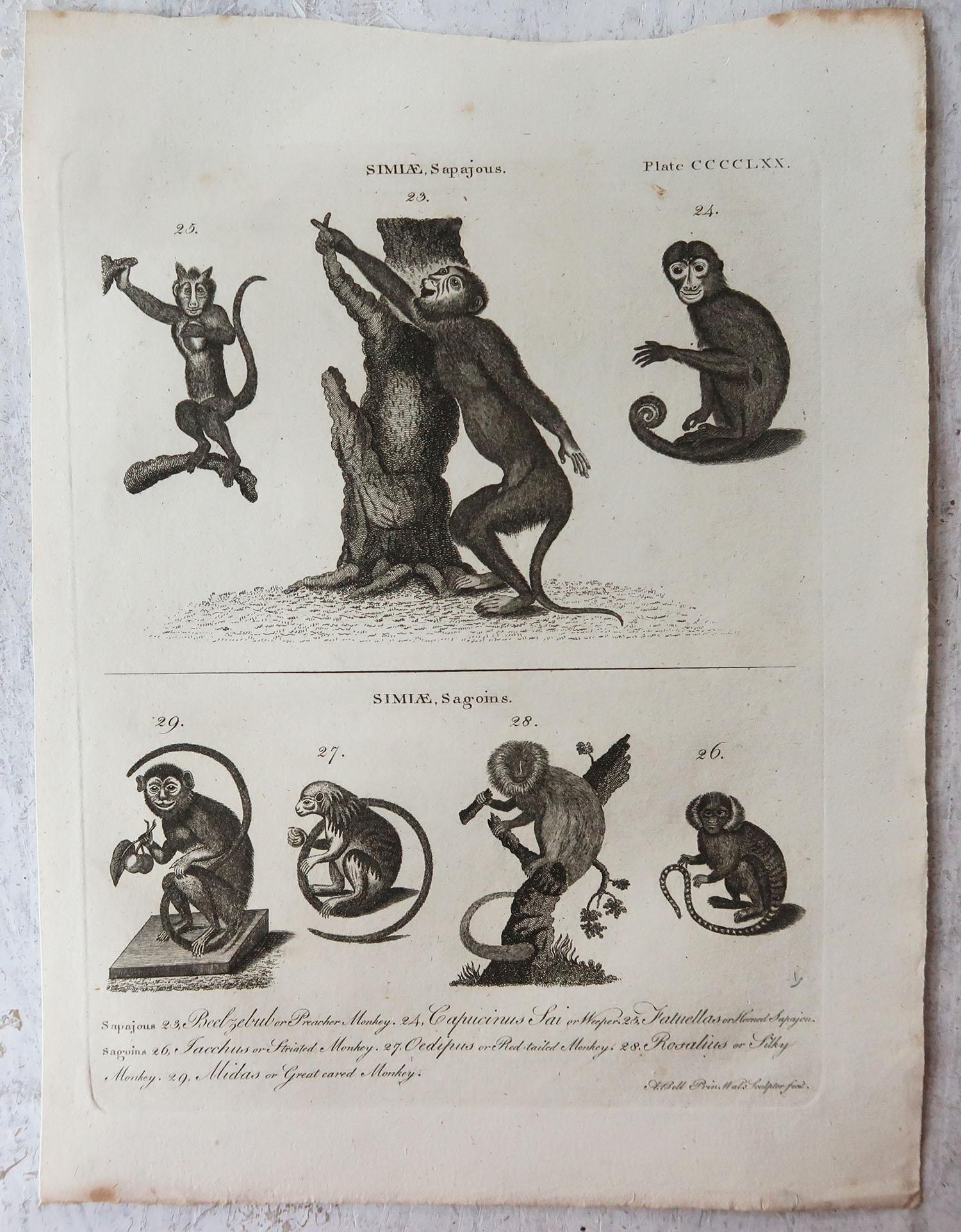 English Set of 4 Original Antique Prints of Monkeys, circa 1790 For Sale