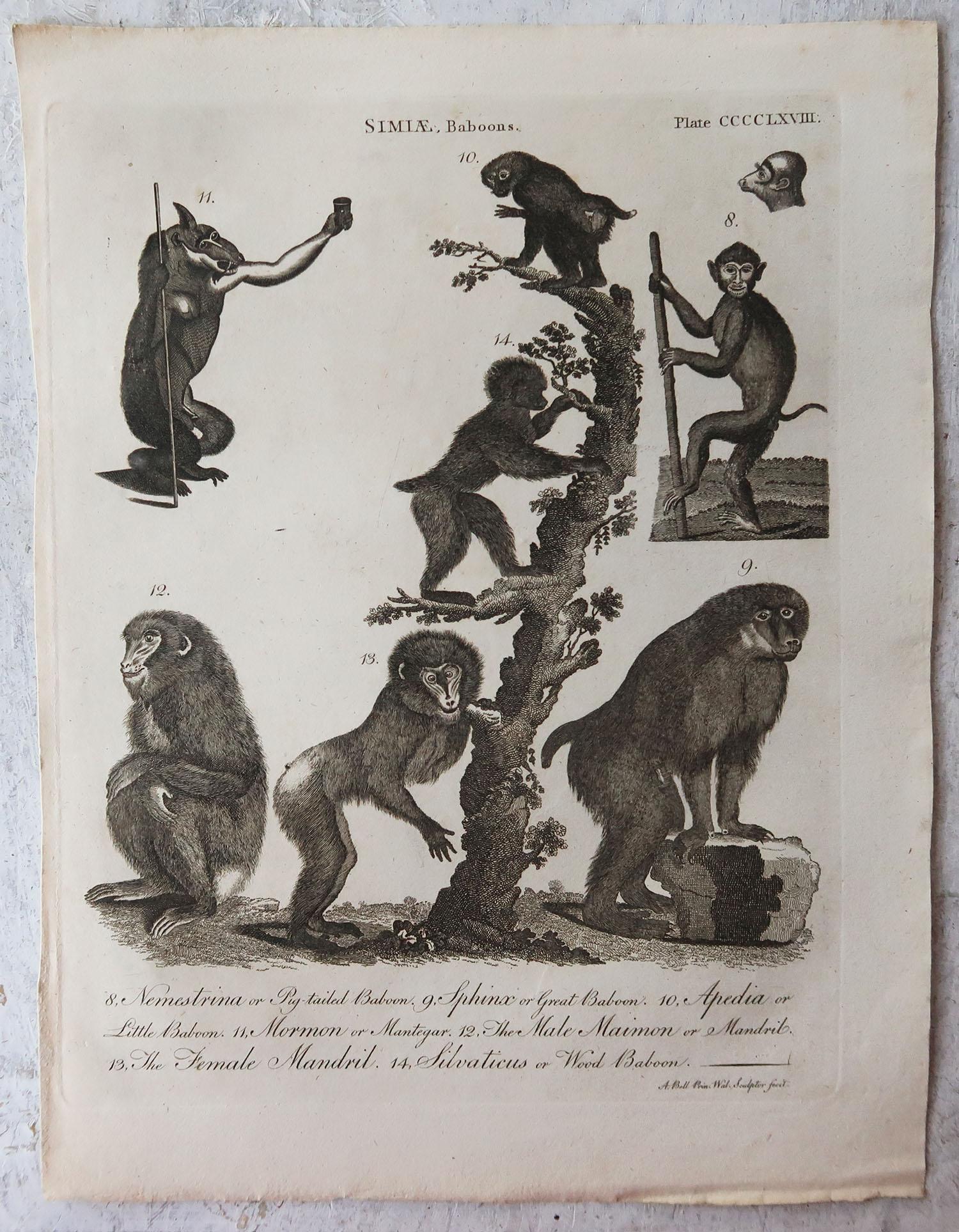 Other Set of 4 Original Antique Prints of Monkeys, circa 1790 For Sale