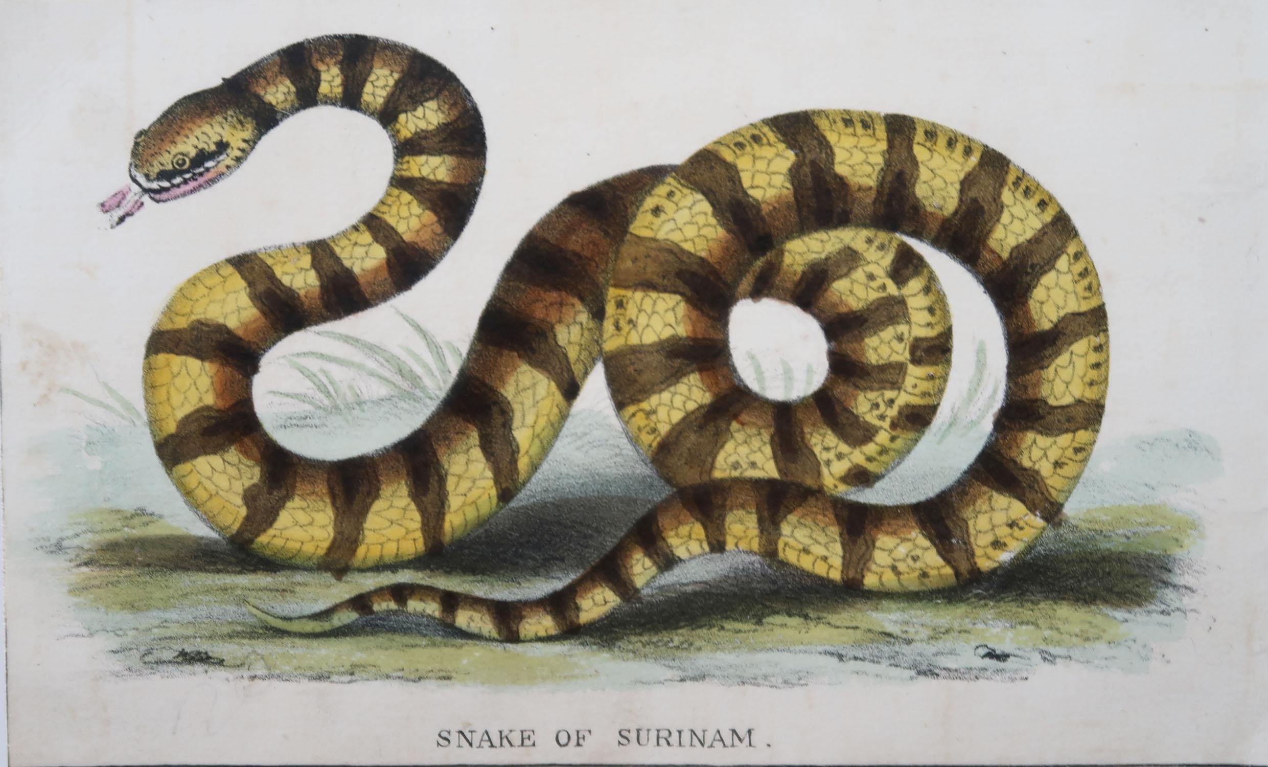 Great set of snake prints. 

Lithographs with original color

2 applied to card and 2 to canvas

Published, circa 1860

Unframed.

 