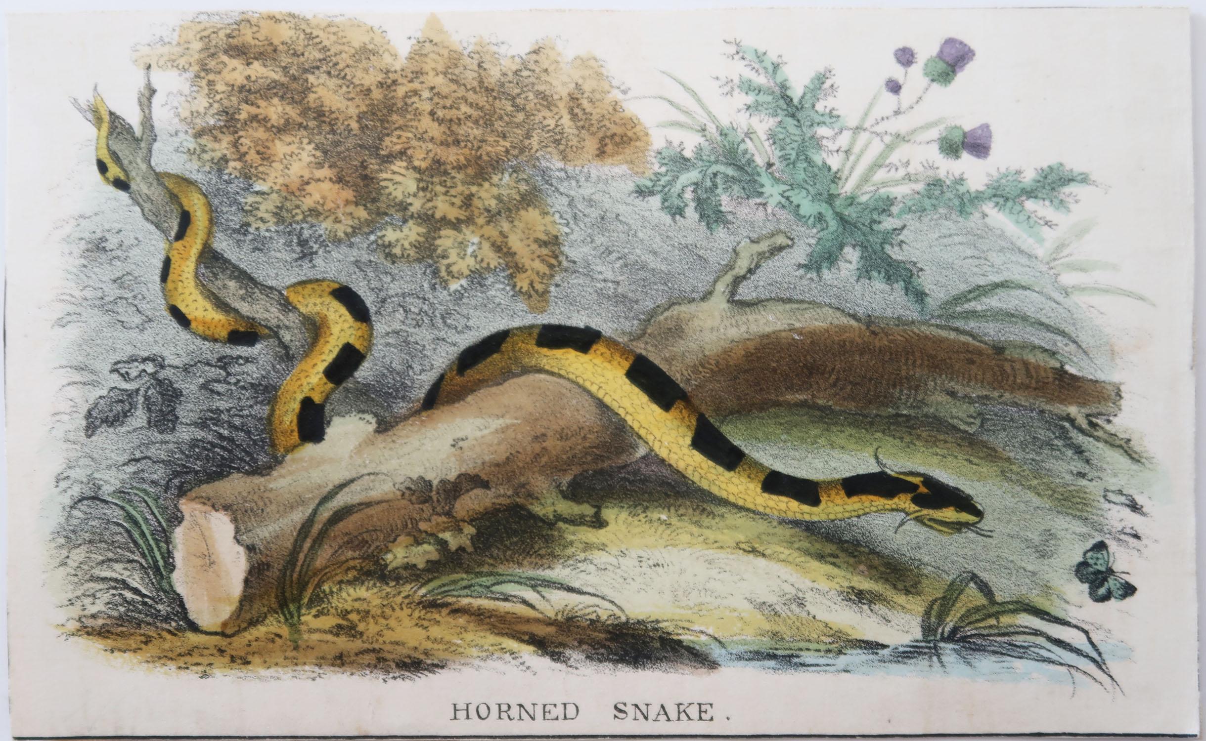 Victorian Set of 4 Original Antique Prints of Snakes, circa 1860