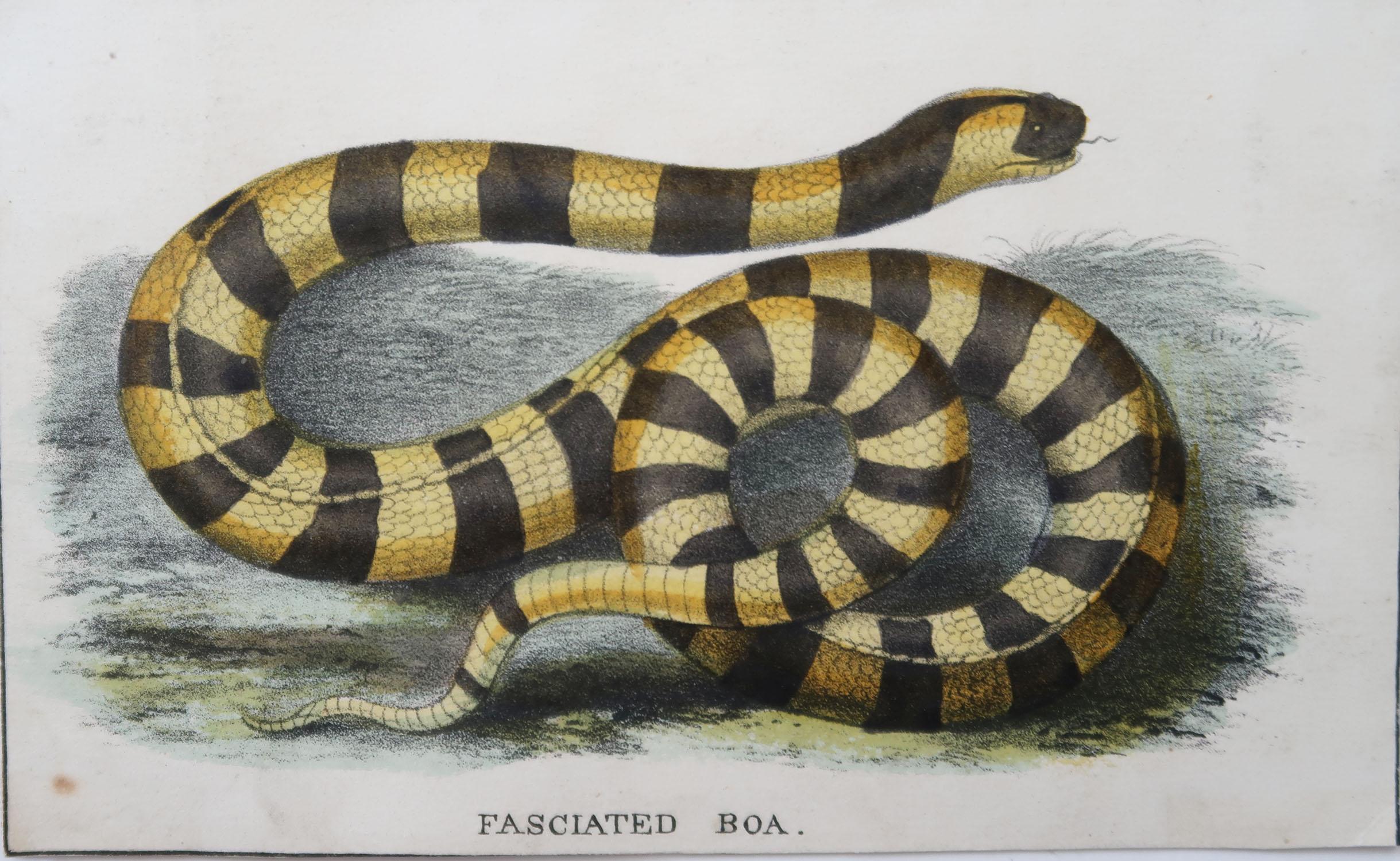 English Set of 4 Original Antique Prints of Snakes, circa 1860