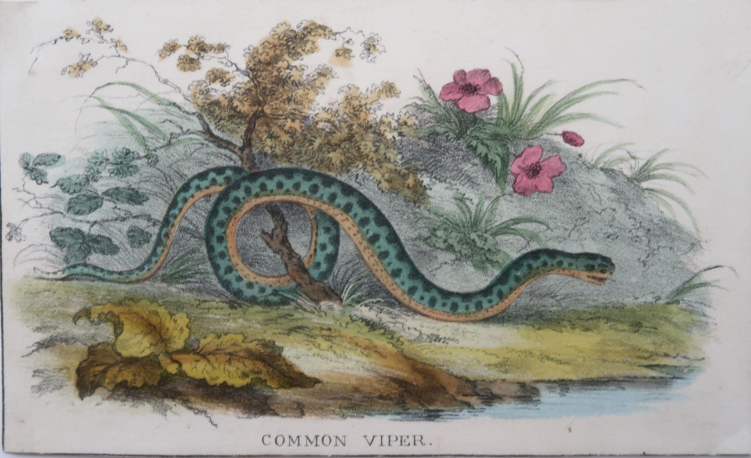 Other Set of 4 Original Antique Prints of Snakes, circa 1860