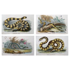 Set of 4 Original Antique Prints of Snakes, circa 1860