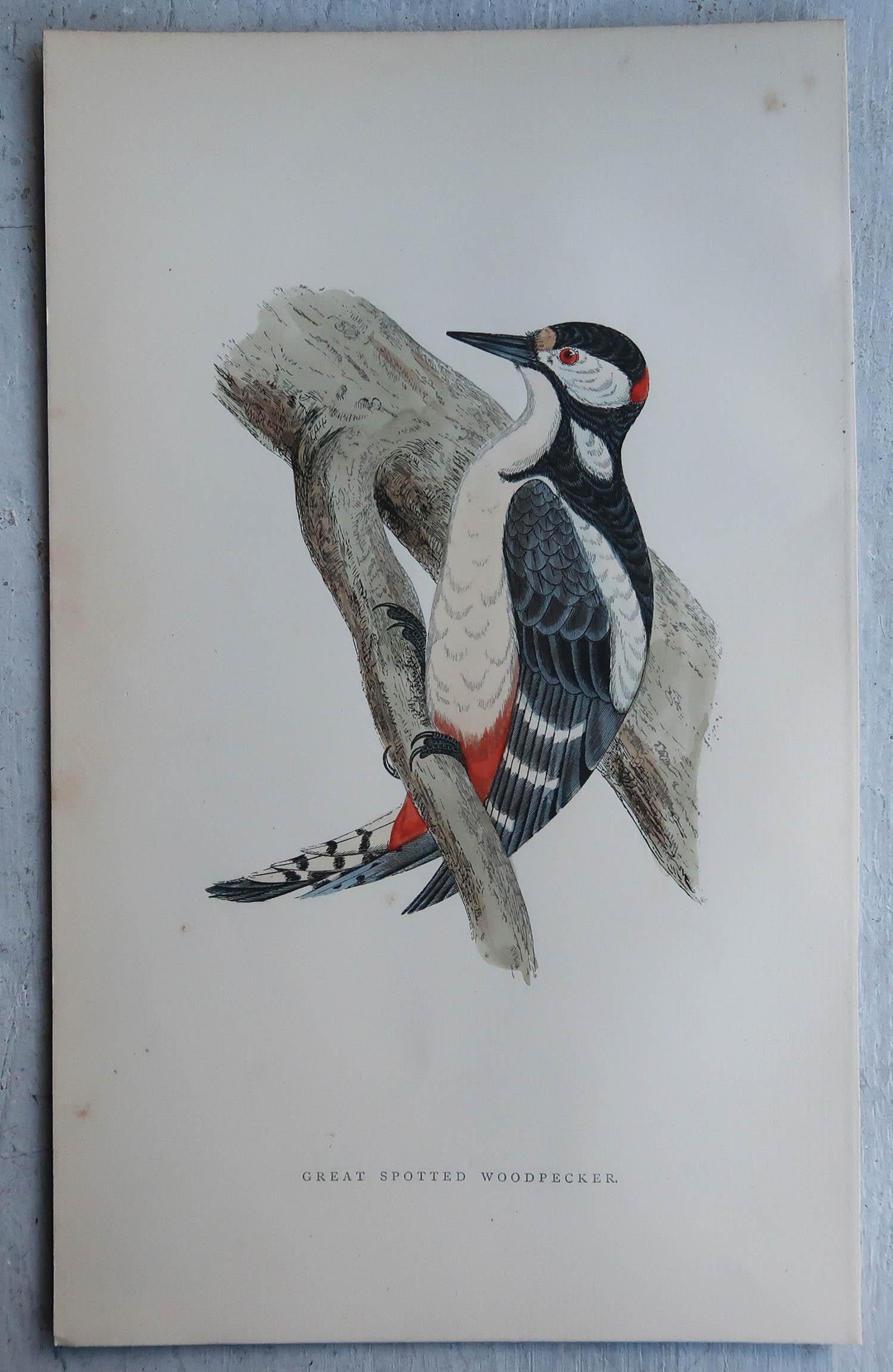 Artisanat Ensemble de 4 tirages originaux anciens de Woodpecker''s C.1880 en vente