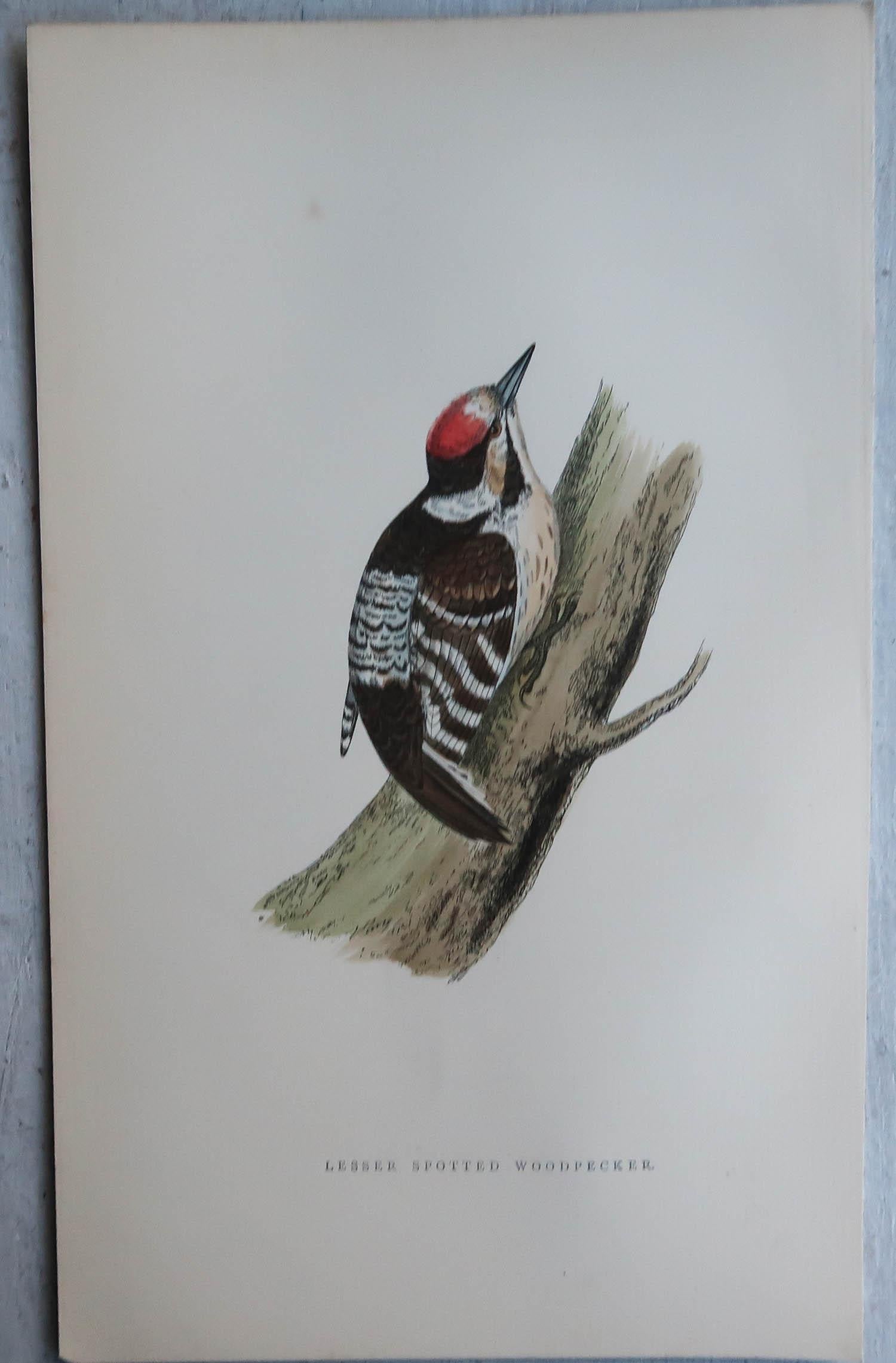 Anglais Ensemble de 4 tirages originaux anciens de Woodpecker''s C.1880 en vente