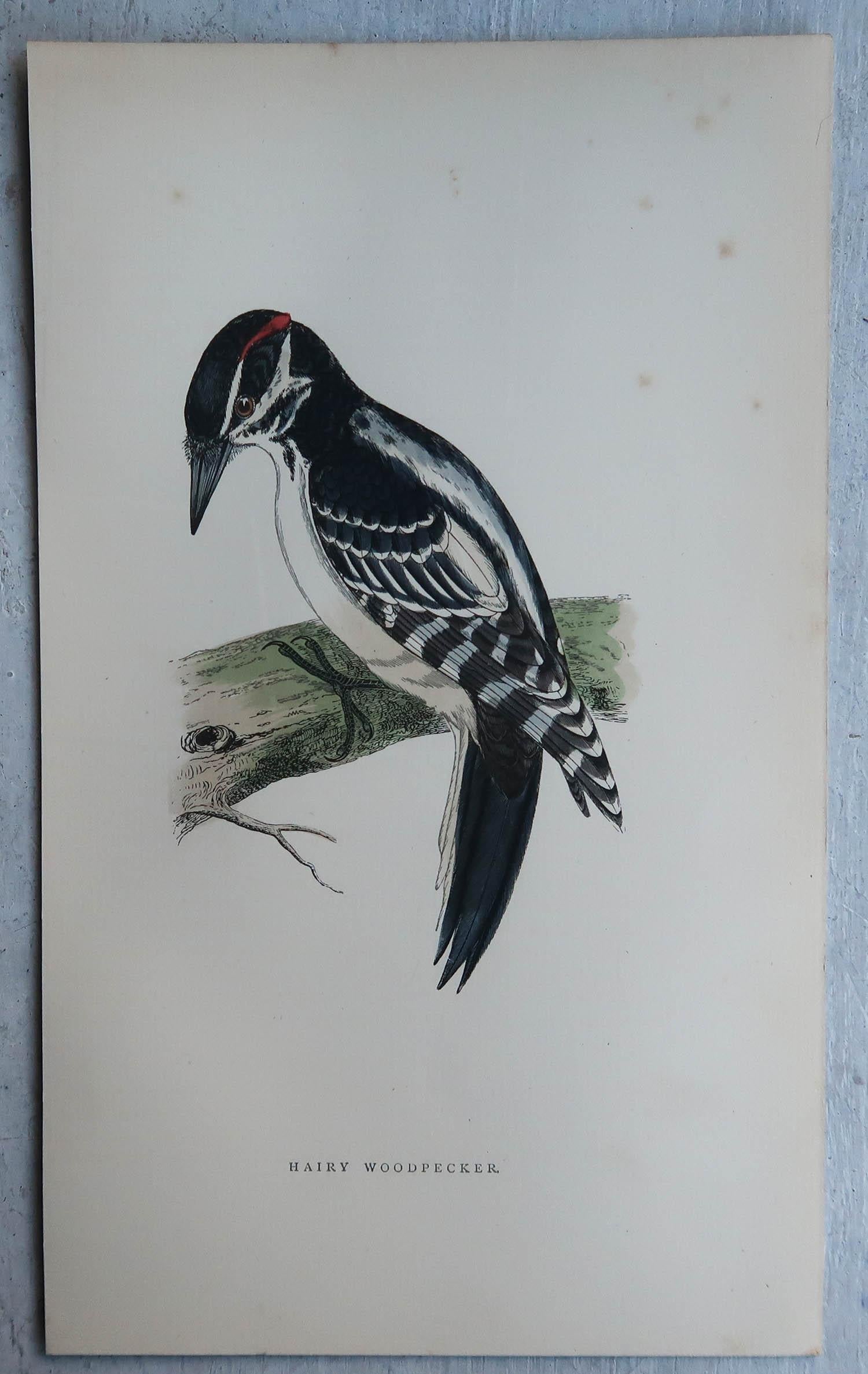 Autre Ensemble de 4 tirages originaux anciens de Woodpecker''s C.1880 en vente