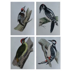 Satz von 4 originalen antiken Drucken von Woodpecker''s, um 1880