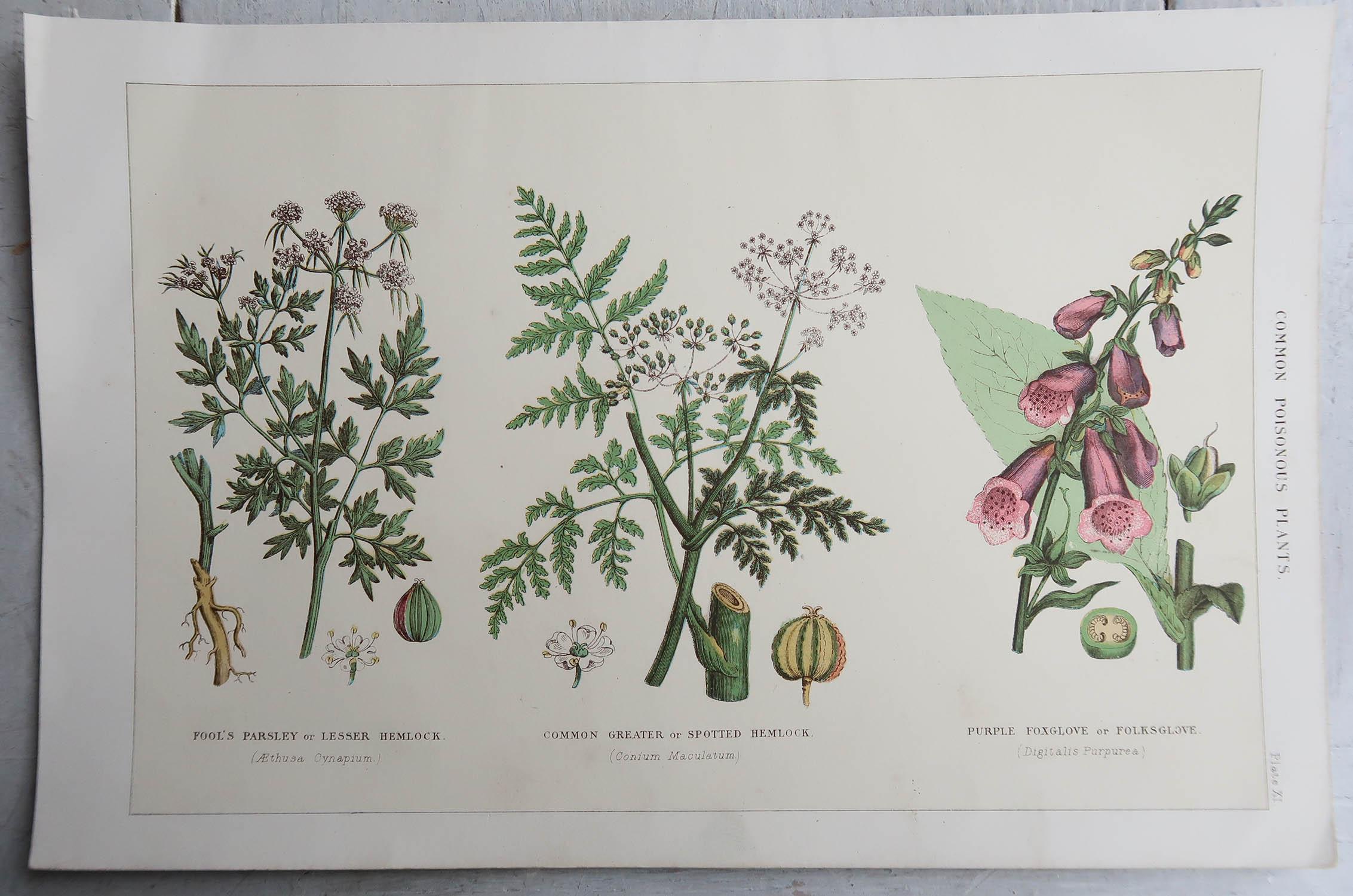 Great images of plants

Unframed.

Published, circa 1900.





 