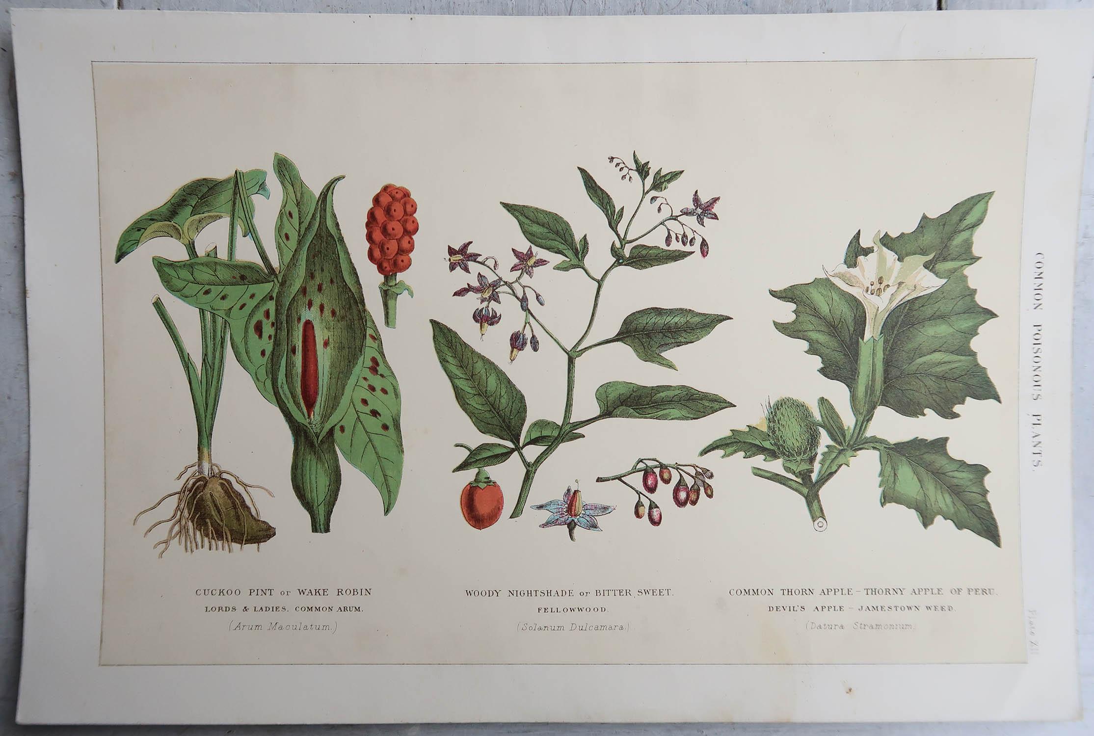 Edwardian Set of 4 Original Vintage Botanical Prints, circa 1900