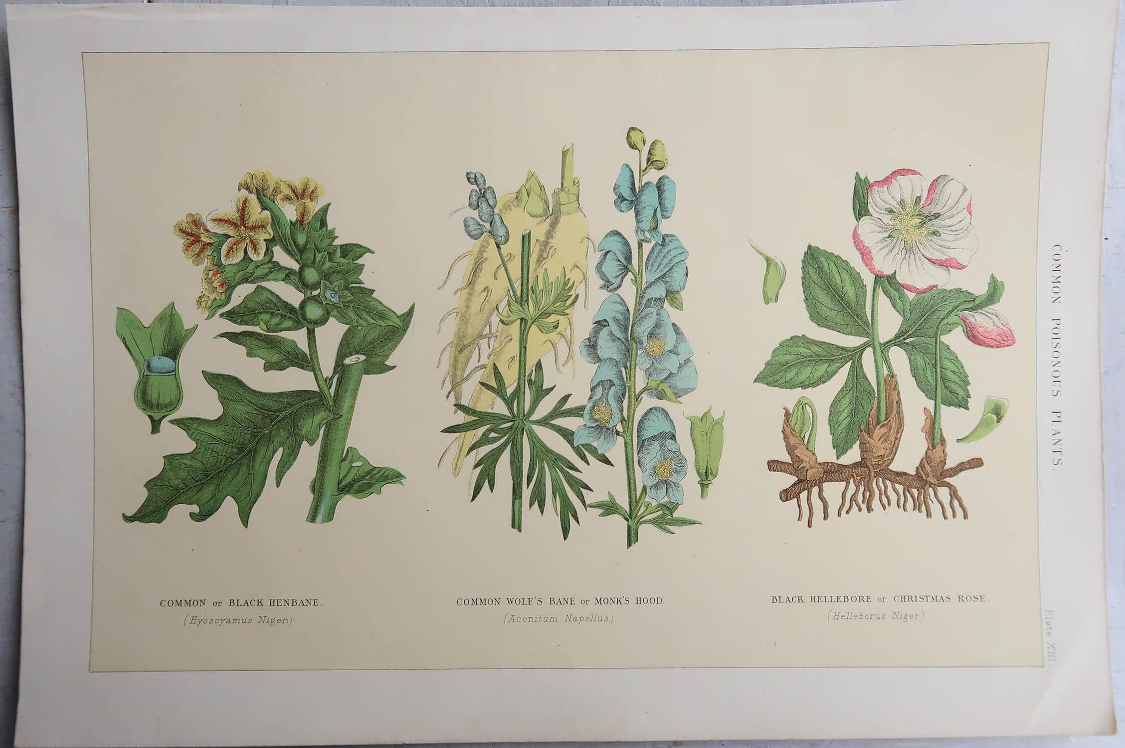 English Set of 4 Original Vintage Botanical Prints, circa 1900