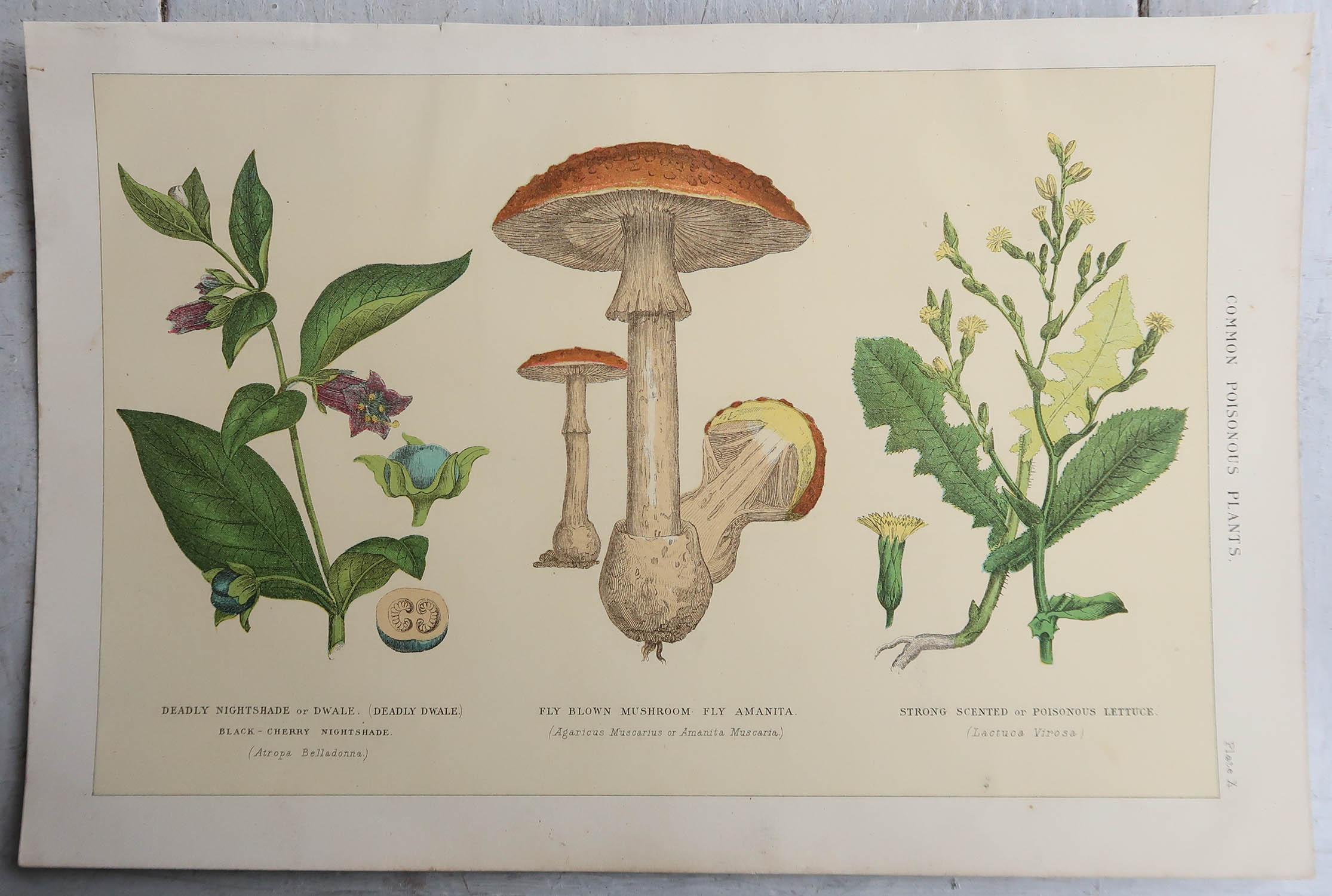 Other Set of 4 Original Vintage Botanical Prints, circa 1900