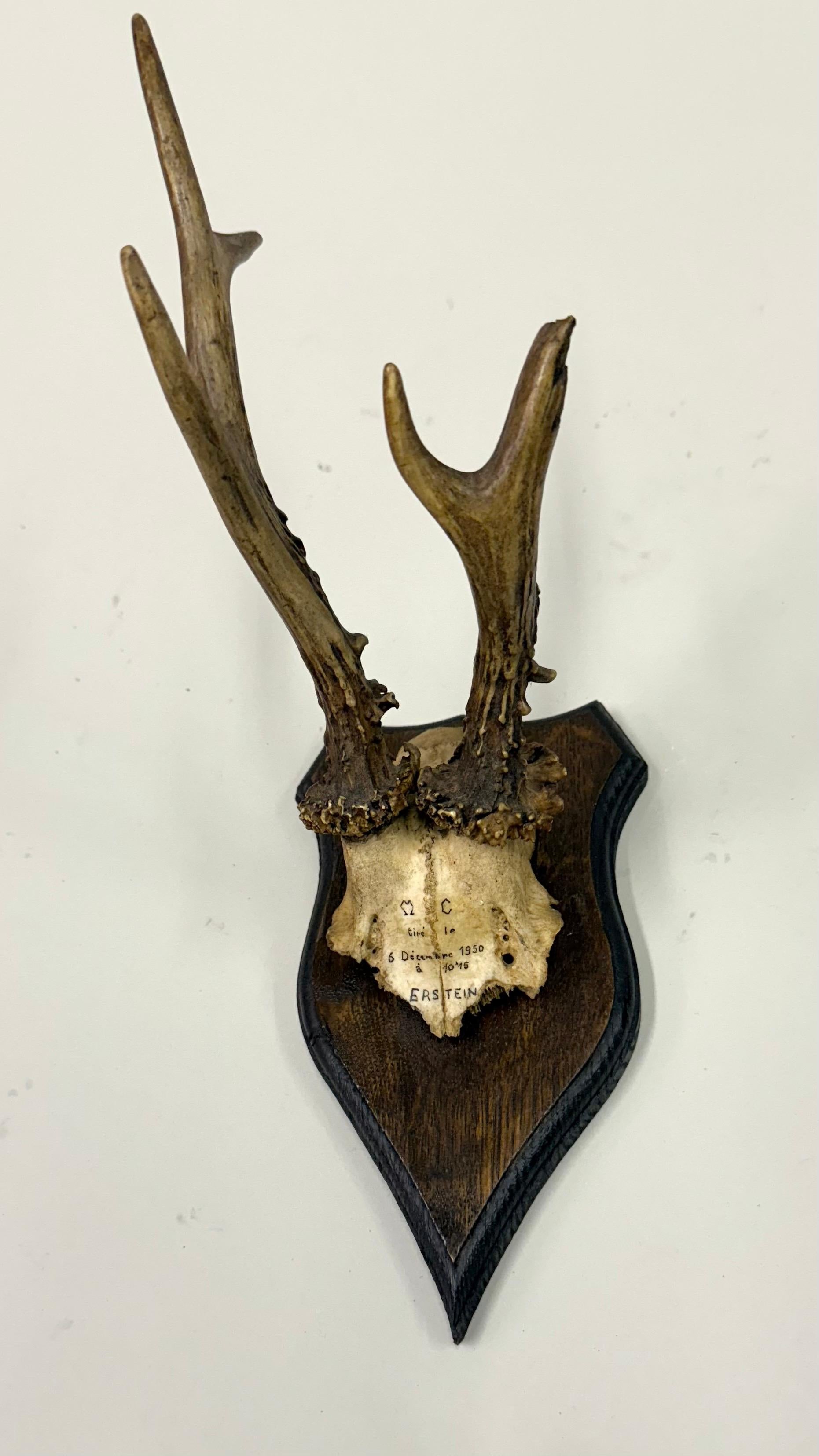 Ensemble de 4 sculptures / spécimens naturels en bois de cerf et corne montés dans les Alpes suisses 1950 en vente 4