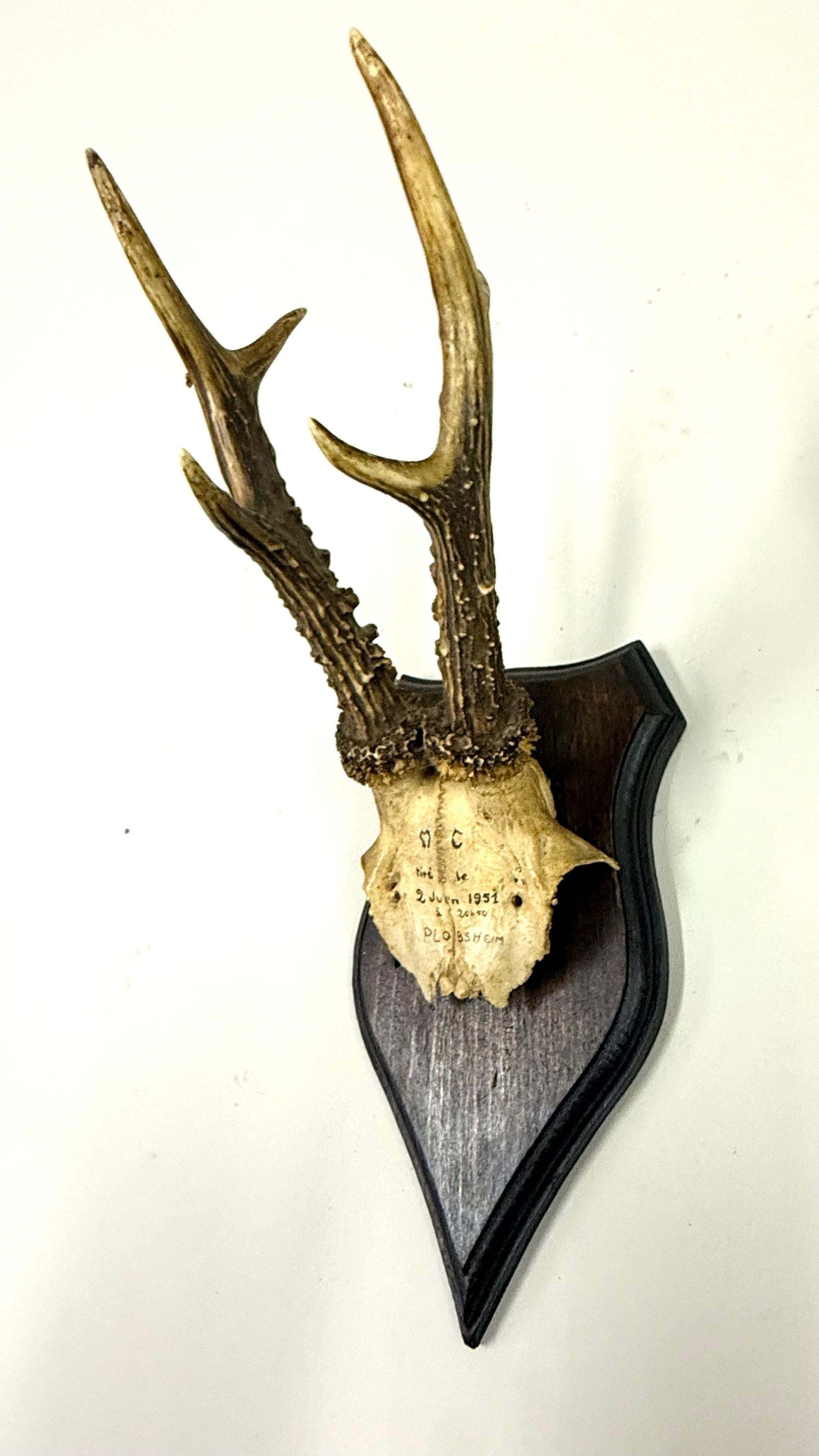 Ensemble de 4 sculptures / spécimens naturels en bois de cerf et corne montés dans les Alpes suisses 1950 en vente 5