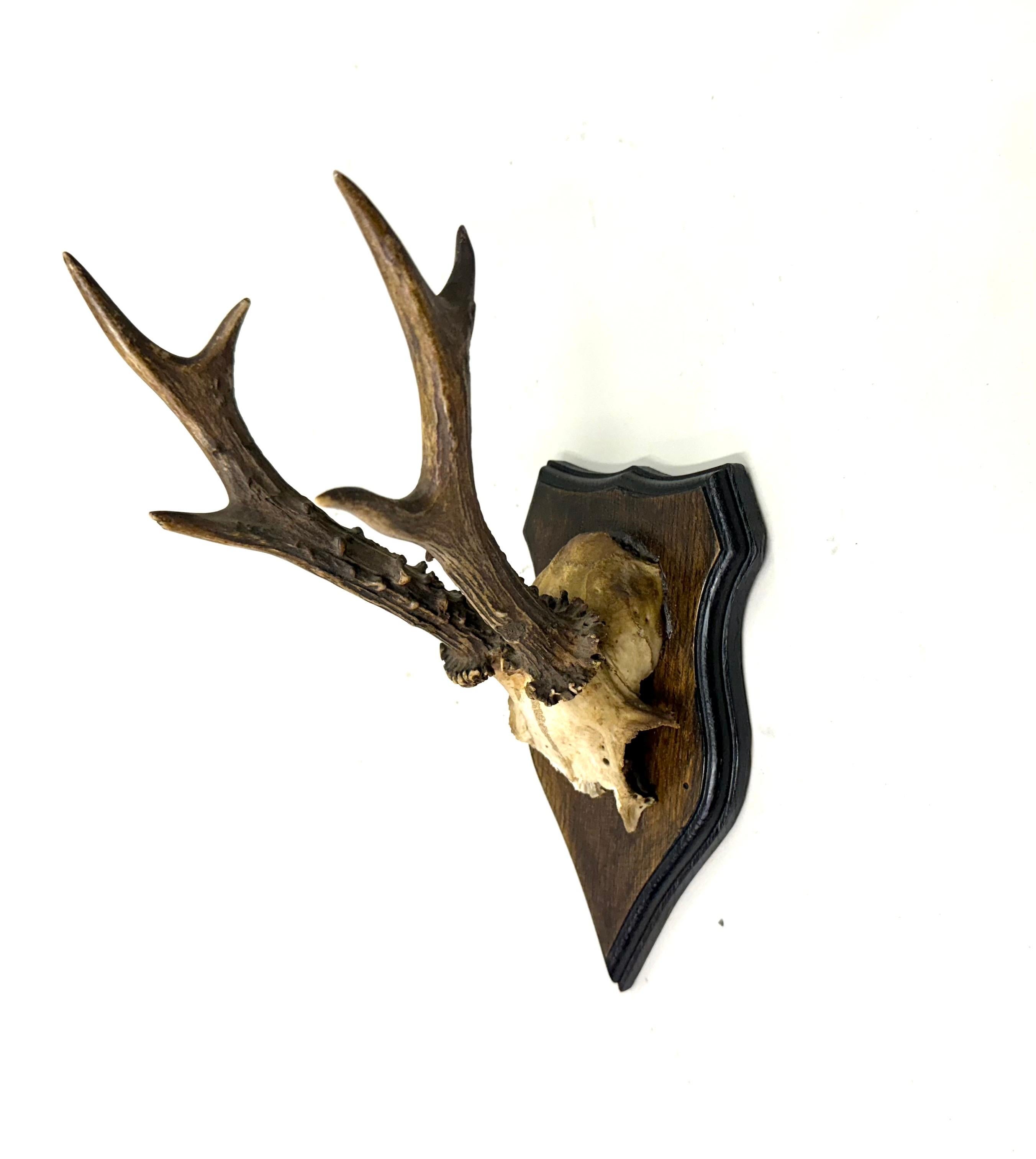 Ensemble de 4 sculptures / spécimens naturels en bois de cerf et corne montés dans les Alpes suisses 1950 en vente 6