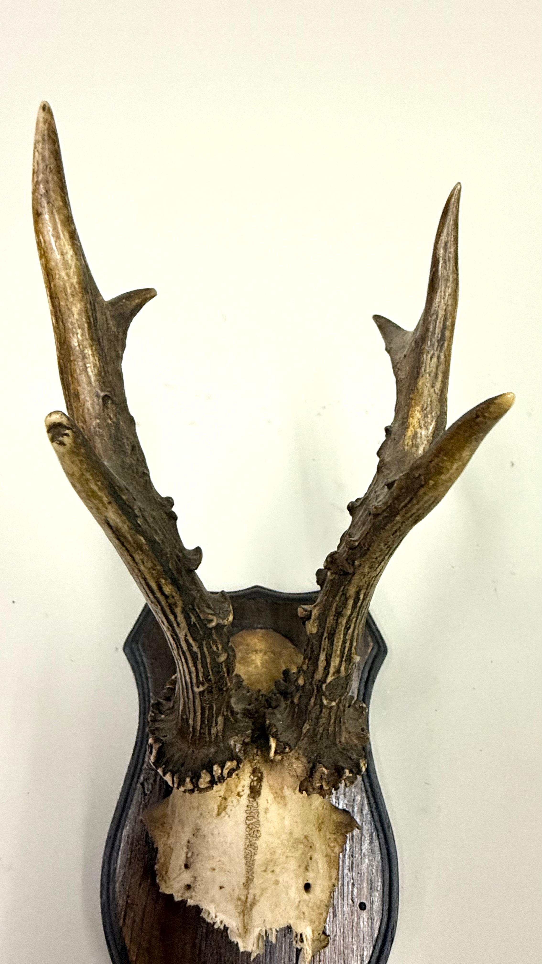 Ensemble de 4 sculptures / spécimens naturels en bois de cerf et corne montés dans les Alpes suisses 1950 en vente 7