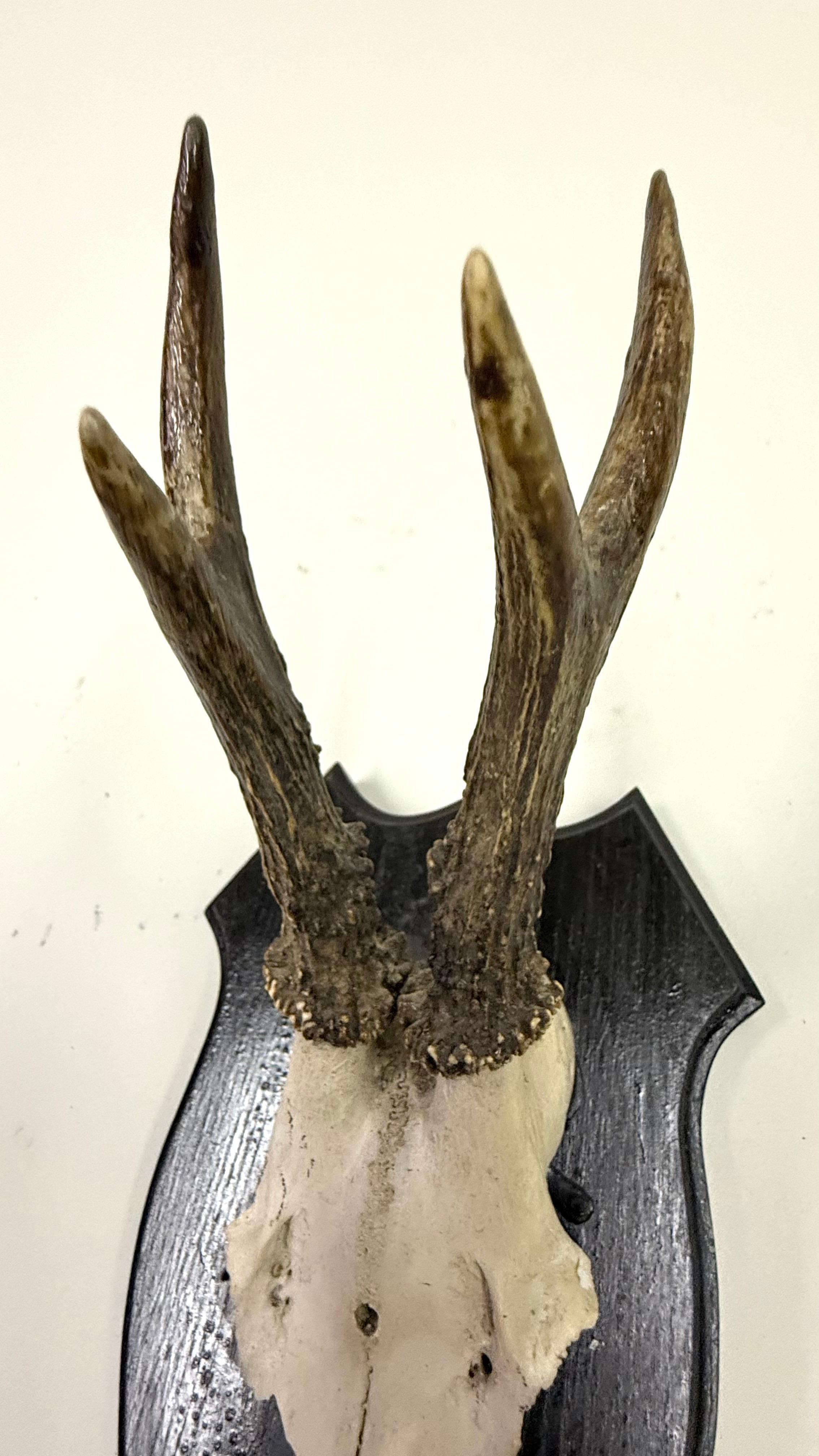 Ensemble de 4 sculptures / spécimens naturels en bois de cerf et corne montés dans les Alpes suisses 1950 en vente 9