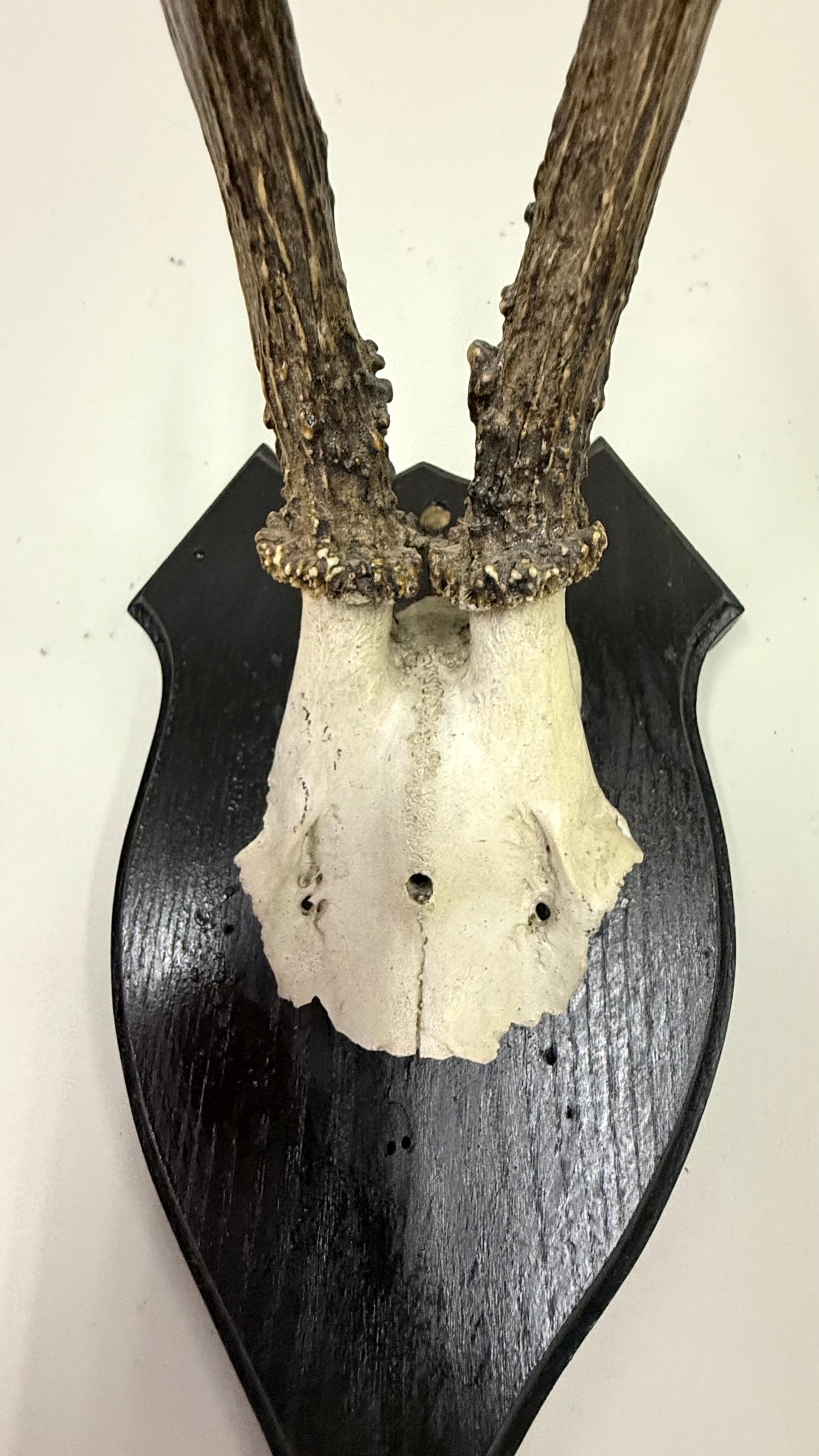 Ensemble de 4 sculptures / spécimens naturels en bois de cerf et corne montés dans les Alpes suisses 1950 en vente 10