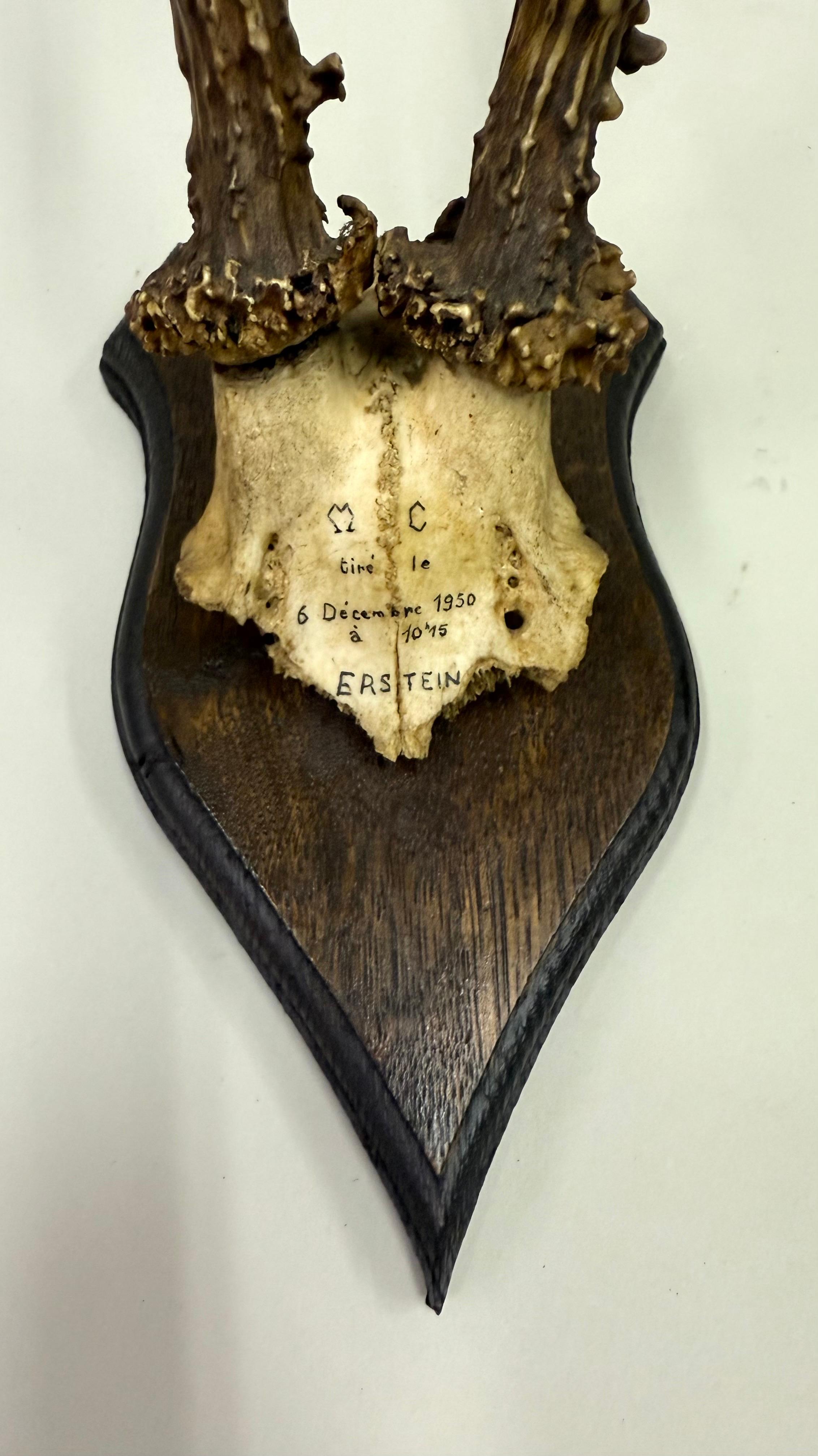 Ensemble de 4 sculptures / spécimens naturels en bois de cerf et corne montés dans les Alpes suisses 1950 en vente 12