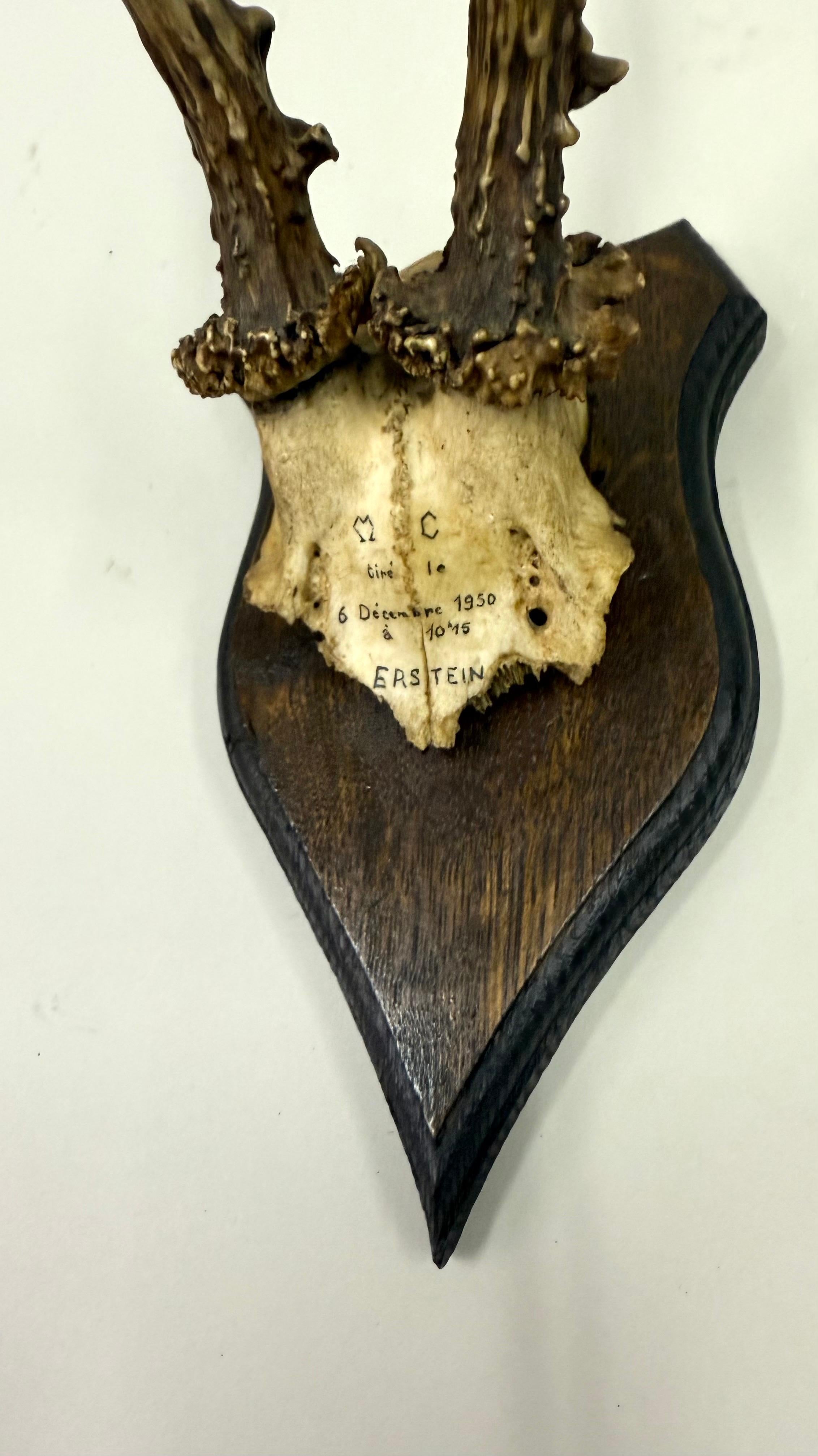 Ensemble de 4 sculptures / spécimens naturels en bois de cerf et corne montés dans les Alpes suisses 1950 en vente 13