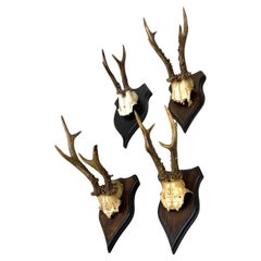 Set of 4 Swiss Alpine Mounted Antler & Horn Natural Specimens / Sculptures 1950