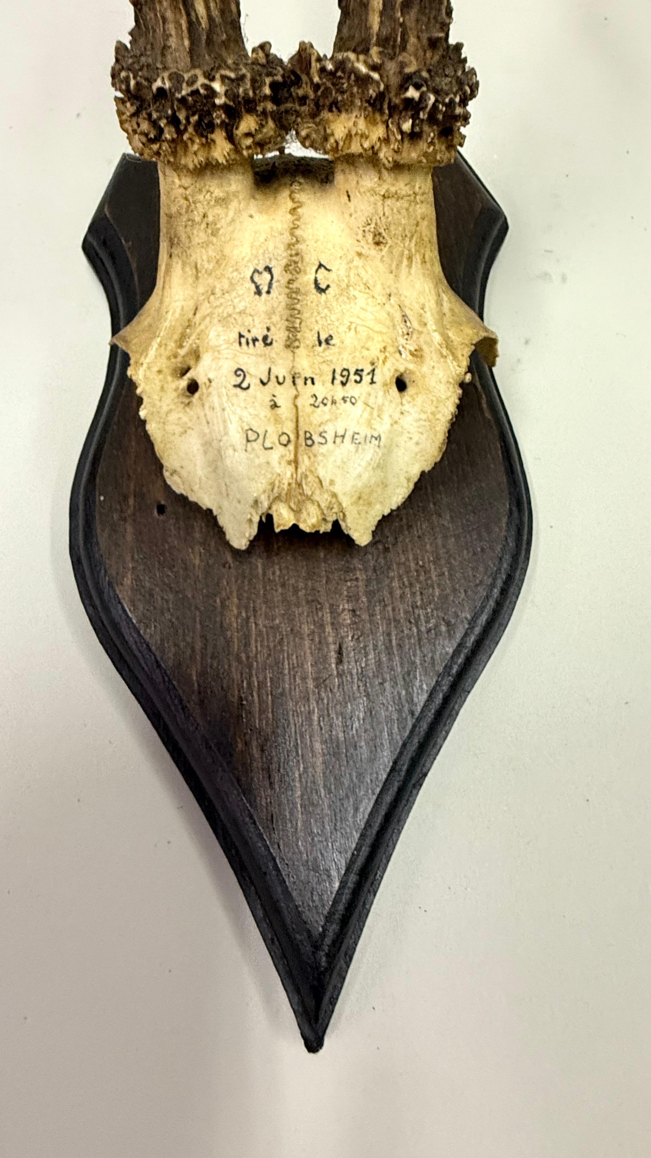 Ensemble de 4 sculptures / spécimens naturels en bois de cerf et corne montés dans les Alpes suisses 1950 en vente 14
