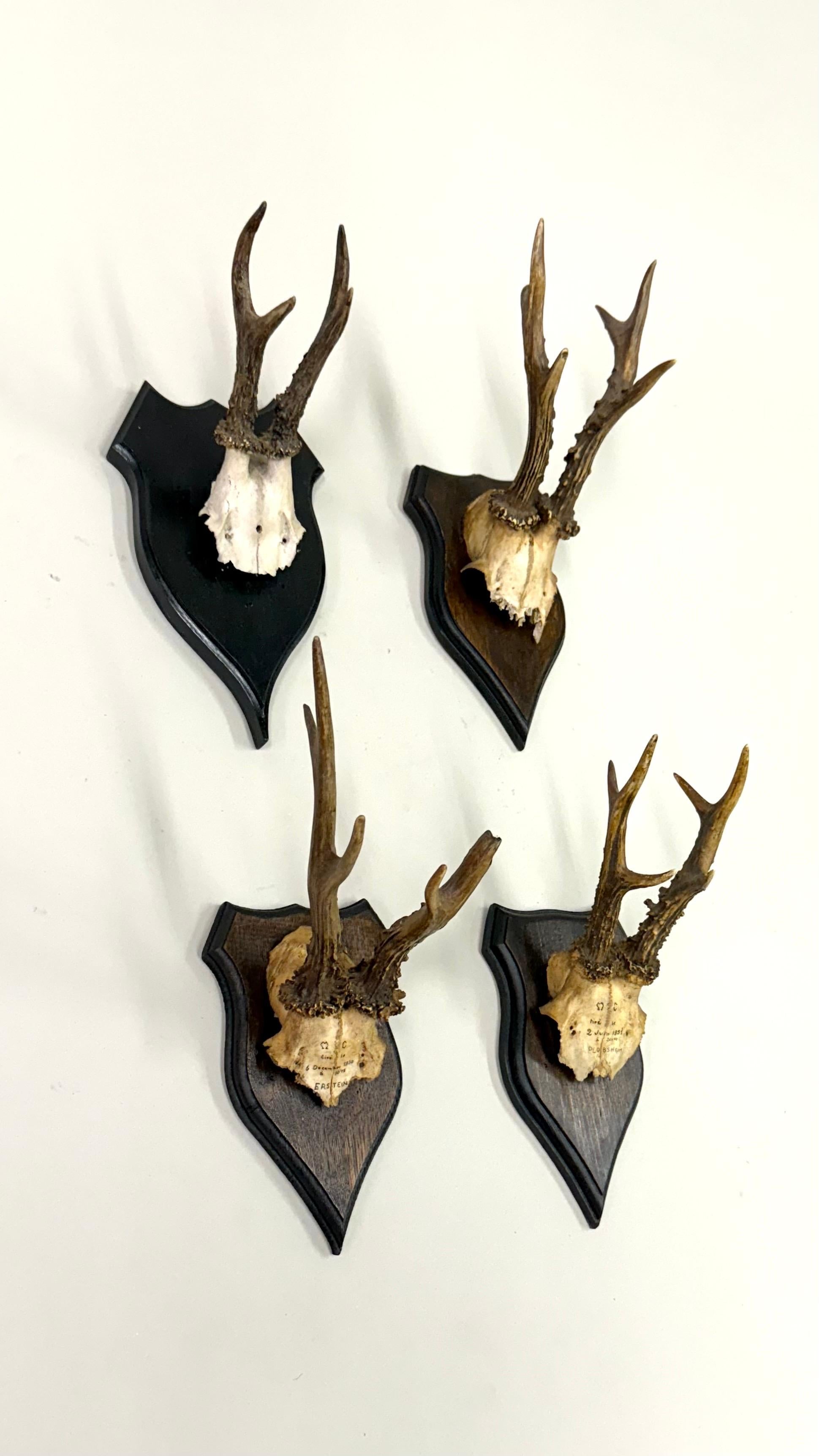 Sculpté à la main Ensemble de 4 sculptures / spécimens naturels en bois de cerf et corne montés dans les Alpes suisses 1950 en vente