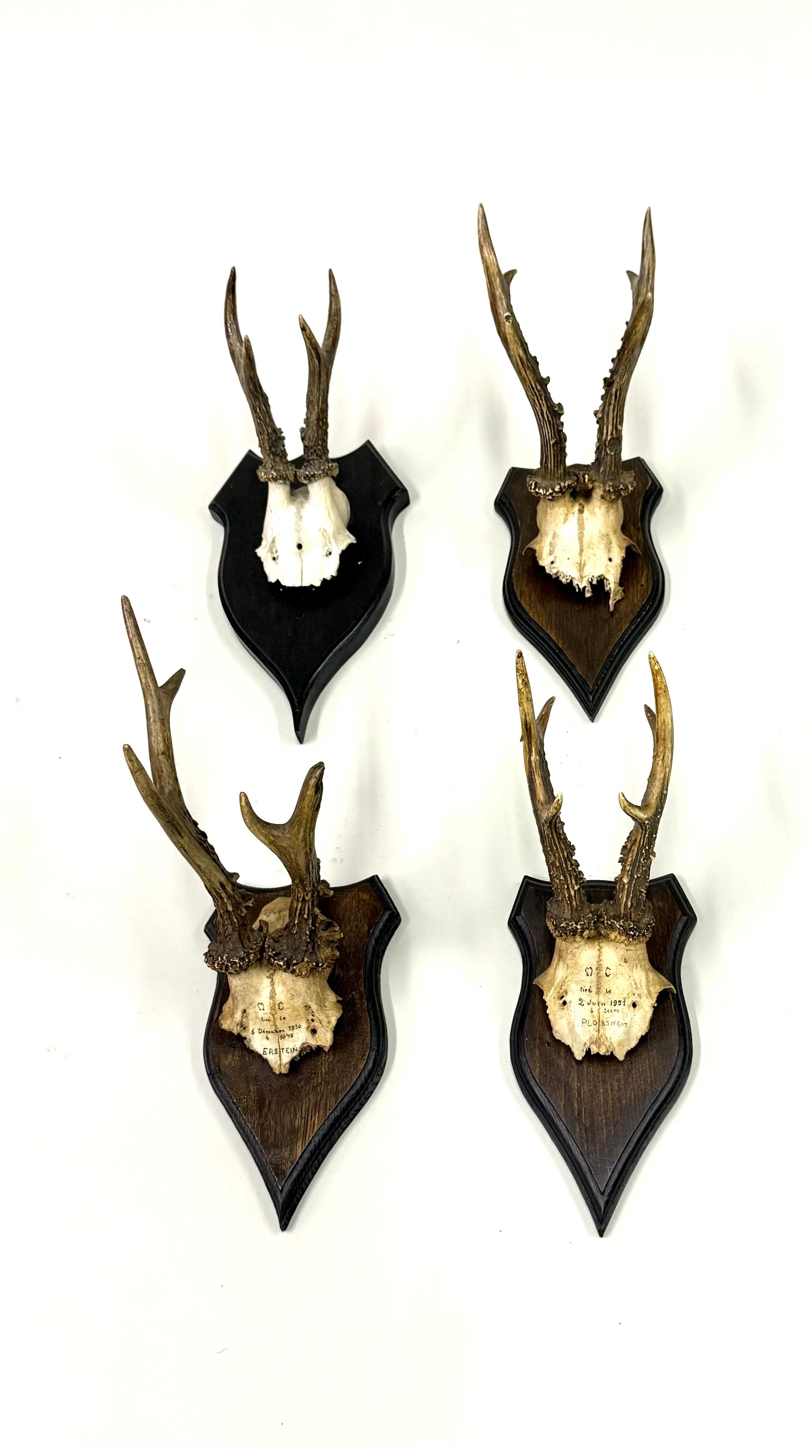 Ensemble de 4 sculptures / spécimens naturels en bois de cerf et corne montés dans les Alpes suisses 1950 Bon état - En vente à New York, NY
