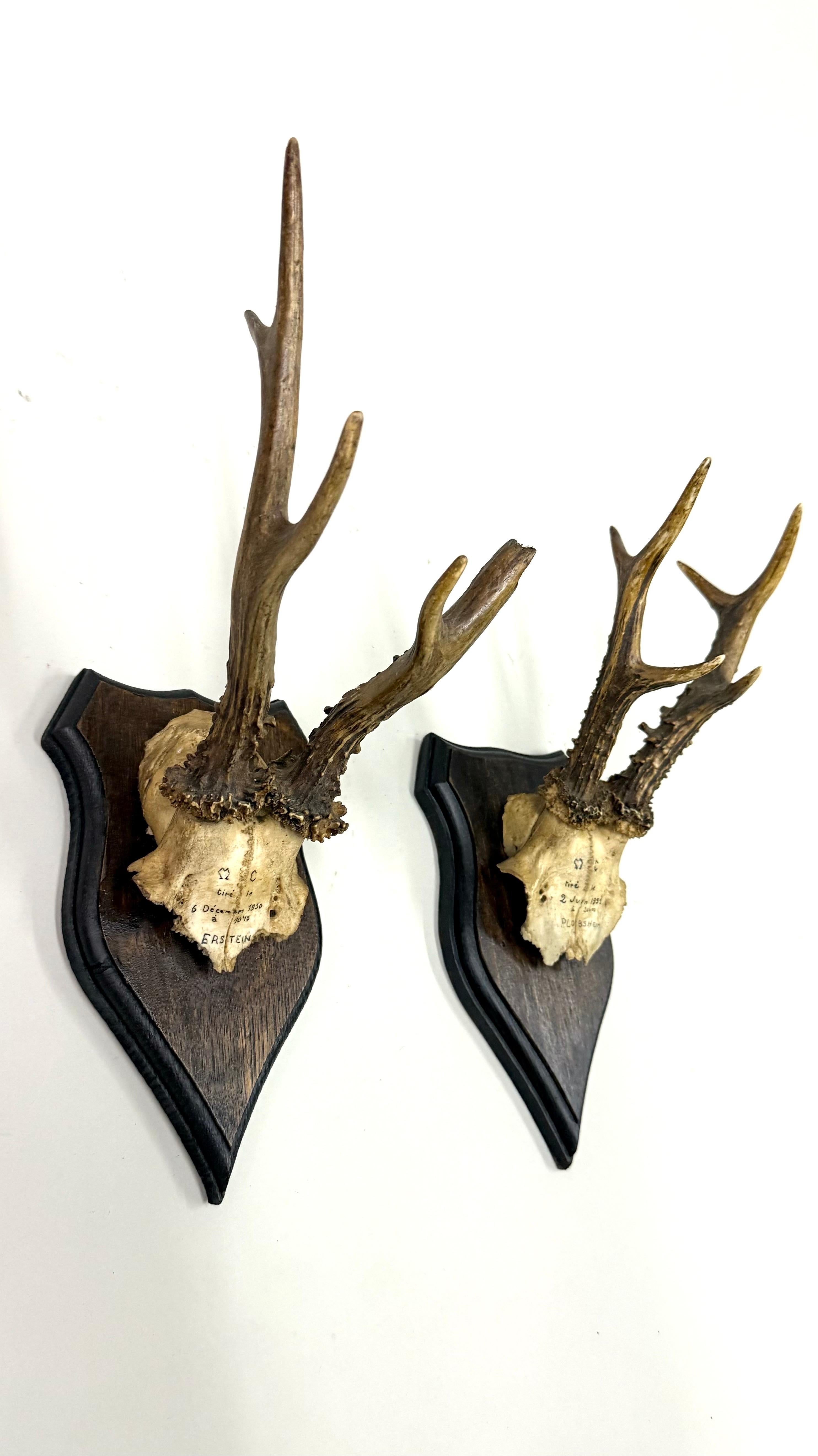 20ième siècle Ensemble de 4 sculptures / spécimens naturels en bois de cerf et corne montés dans les Alpes suisses 1950 en vente