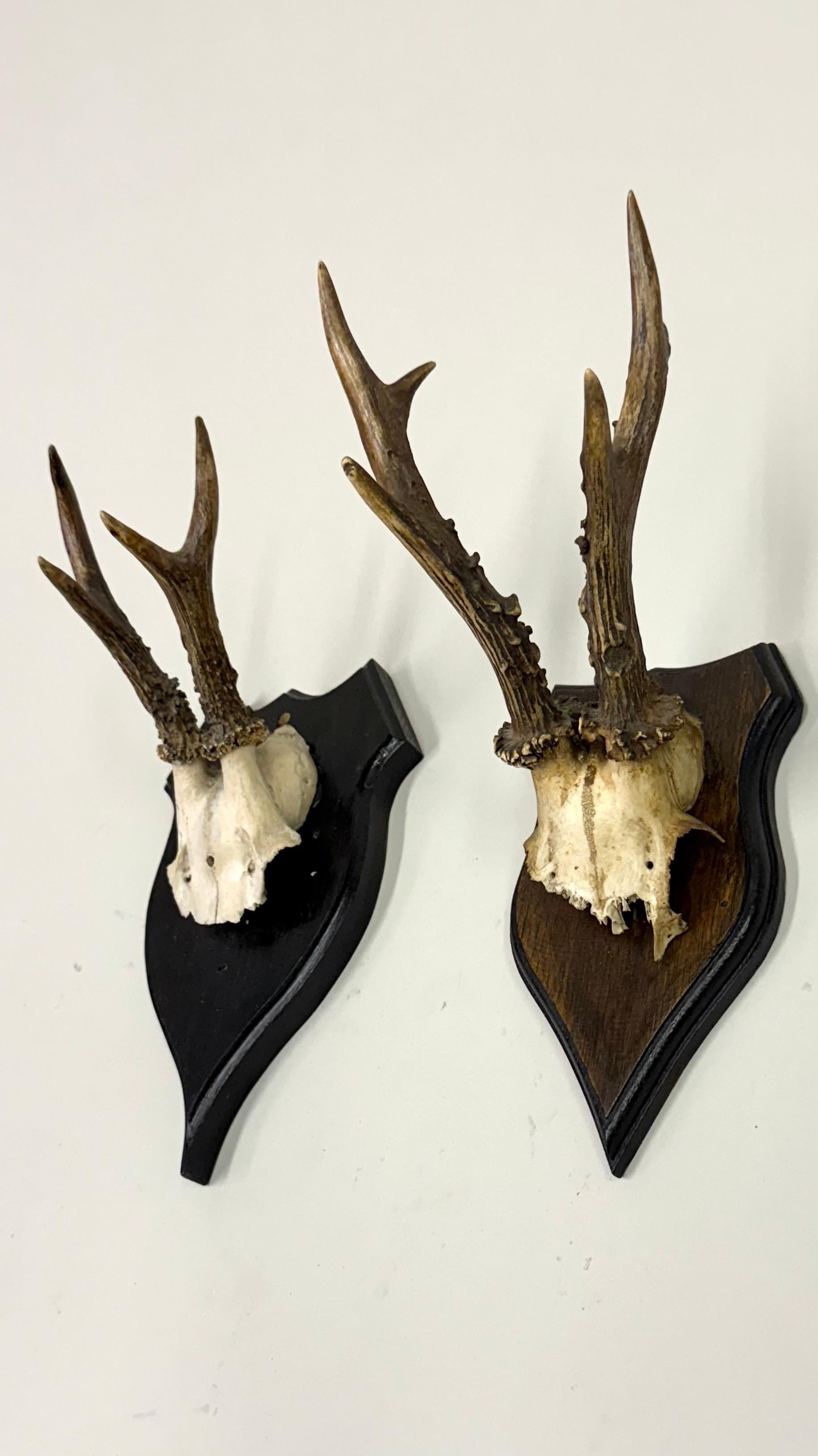 Os Ensemble de 4 sculptures / spécimens naturels en bois de cerf et corne montés dans les Alpes suisses 1950 en vente