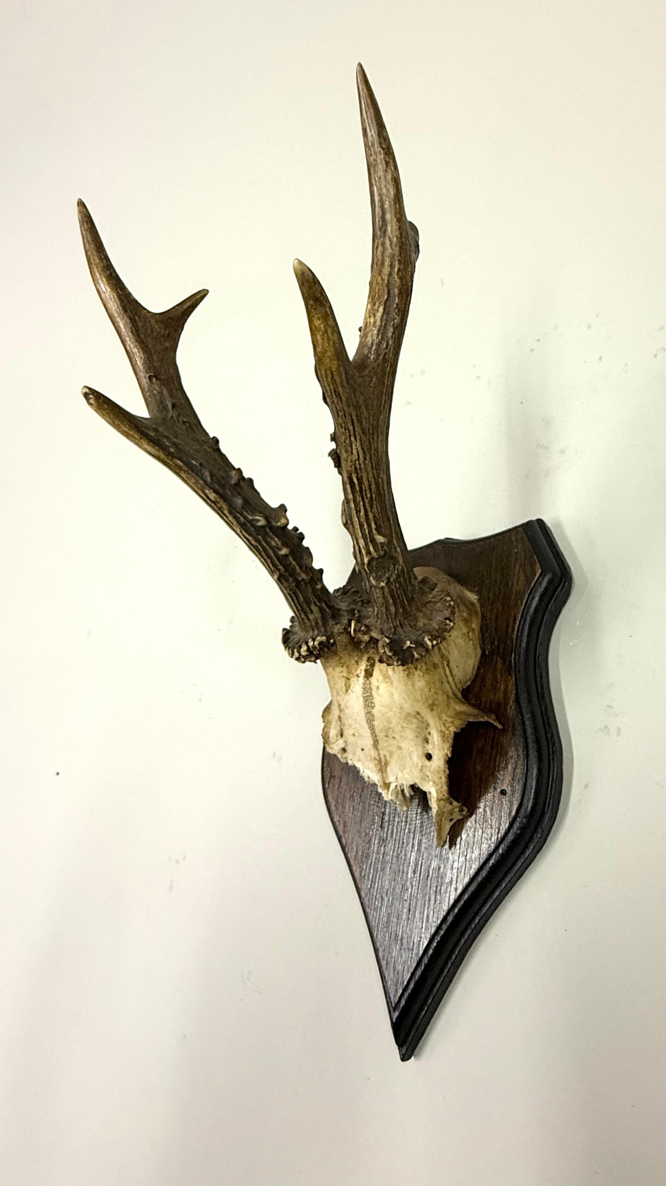 Ensemble de 4 sculptures / spécimens naturels en bois de cerf et corne montés dans les Alpes suisses 1950 en vente 2