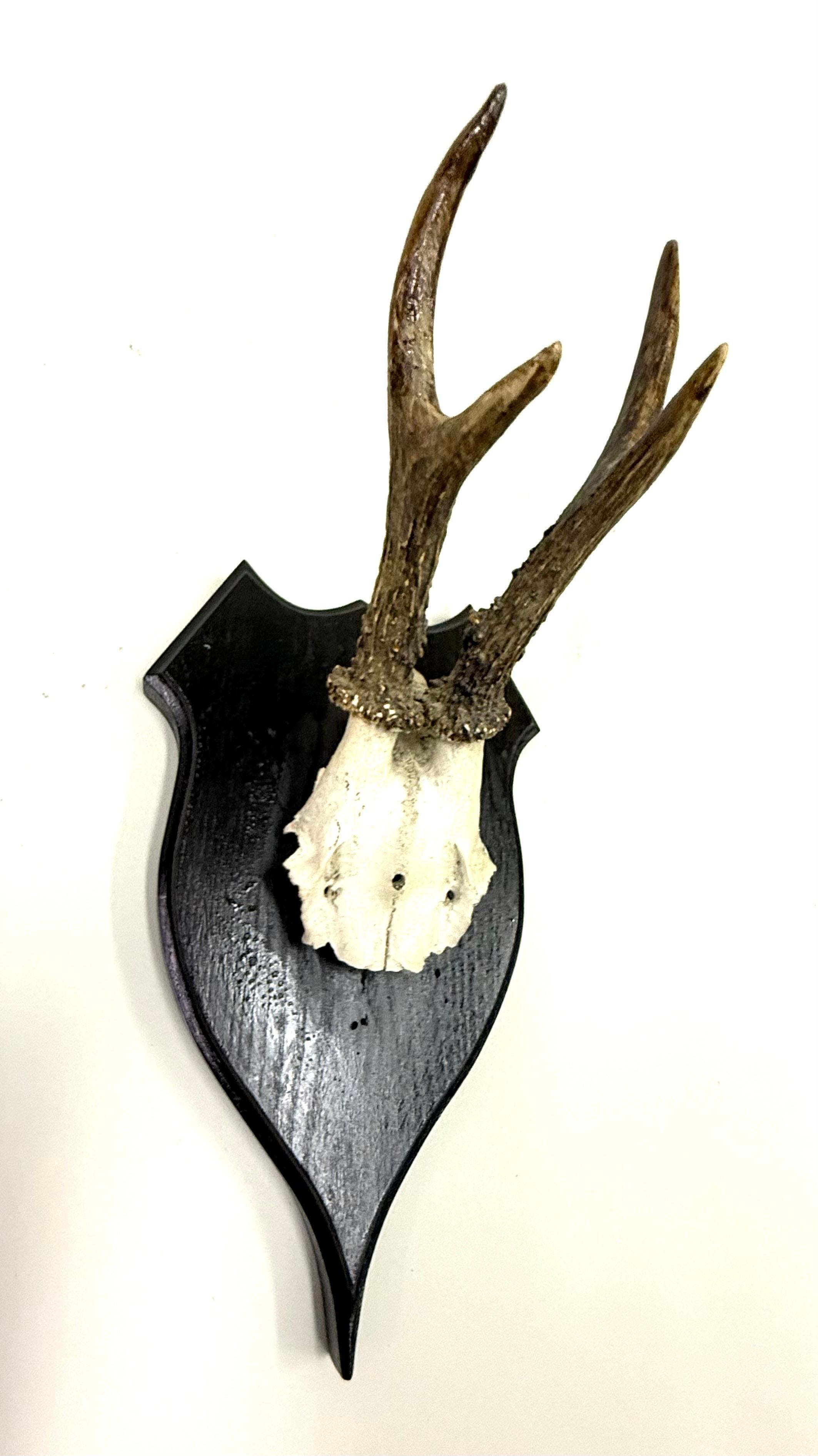Ensemble de 4 sculptures / spécimens naturels en bois de cerf et corne montés dans les Alpes suisses 1950 en vente 3