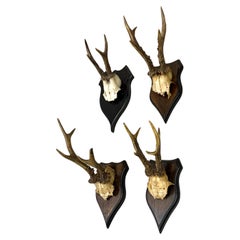 Set of 4 Swiss Alpine Mounted Antler & Horn Natural Specimens / Sculptures 1950