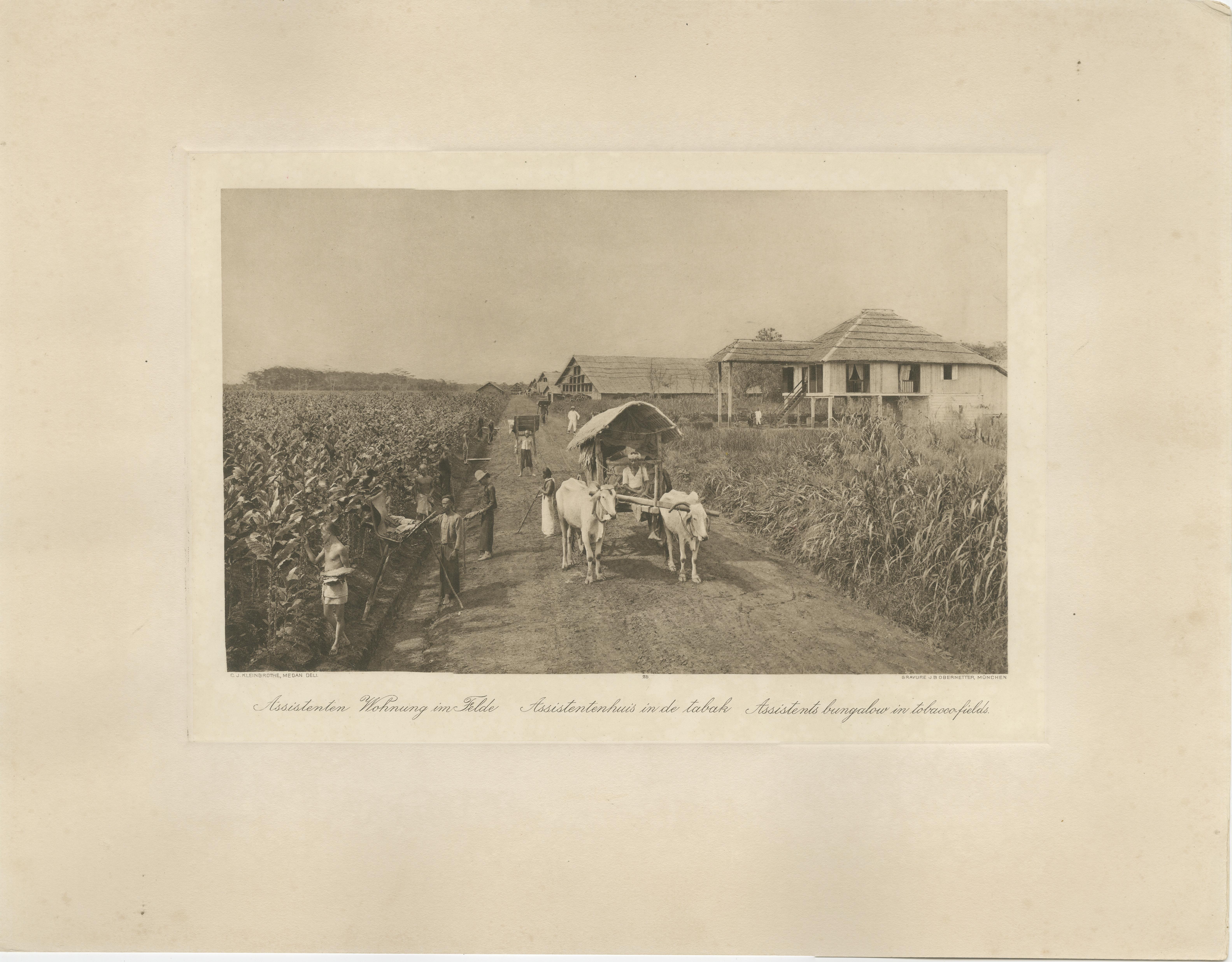 Ensemble de 4 photogravures de l'industrie du tabac - A.I.C., C.J. Kleingrothe, 1910 Bon état - En vente à Langweer, NL