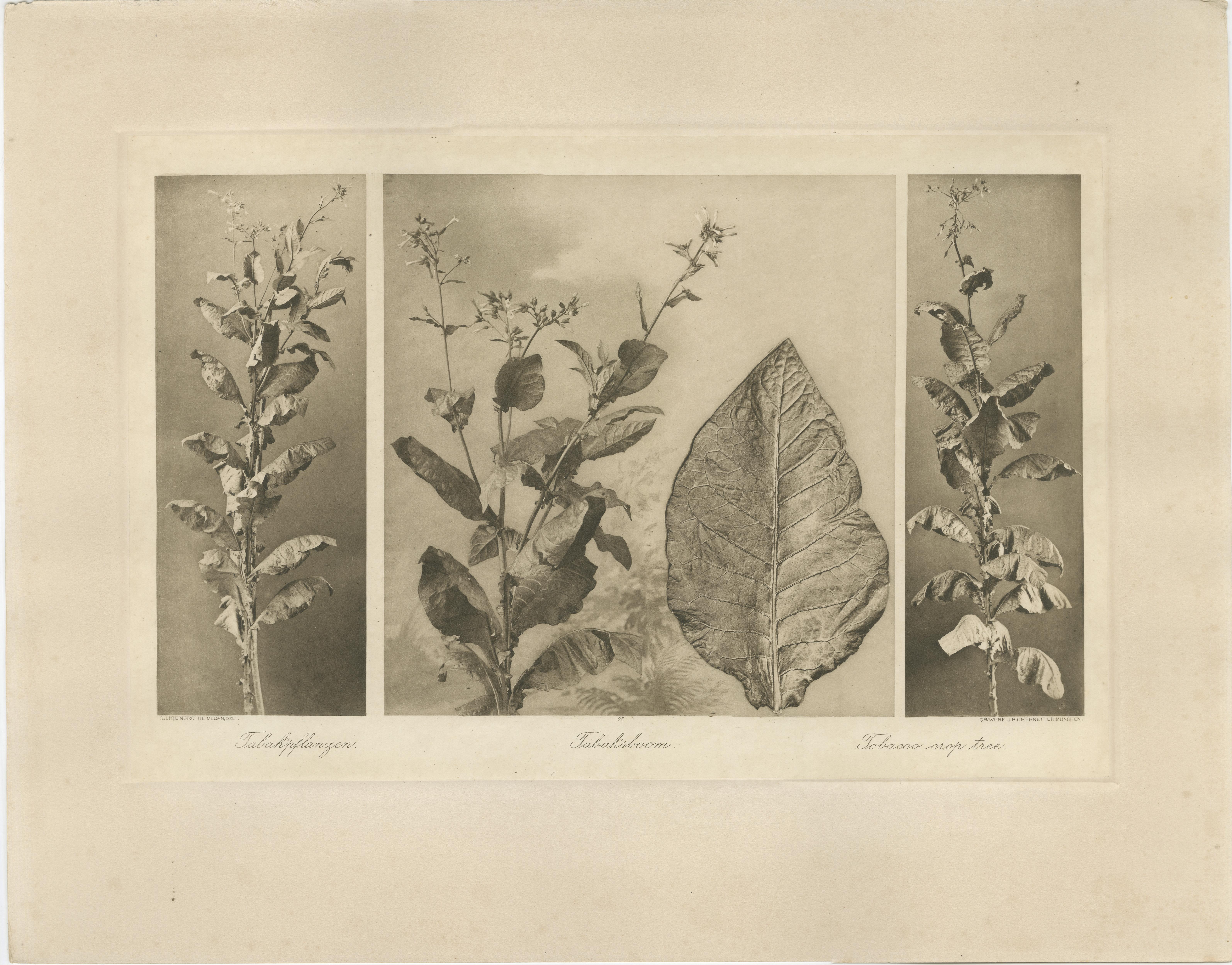 20ième siècle Ensemble de 4 photogravures de l'industrie du tabac - A.I.C., C.J. Kleingrothe, 1910 en vente