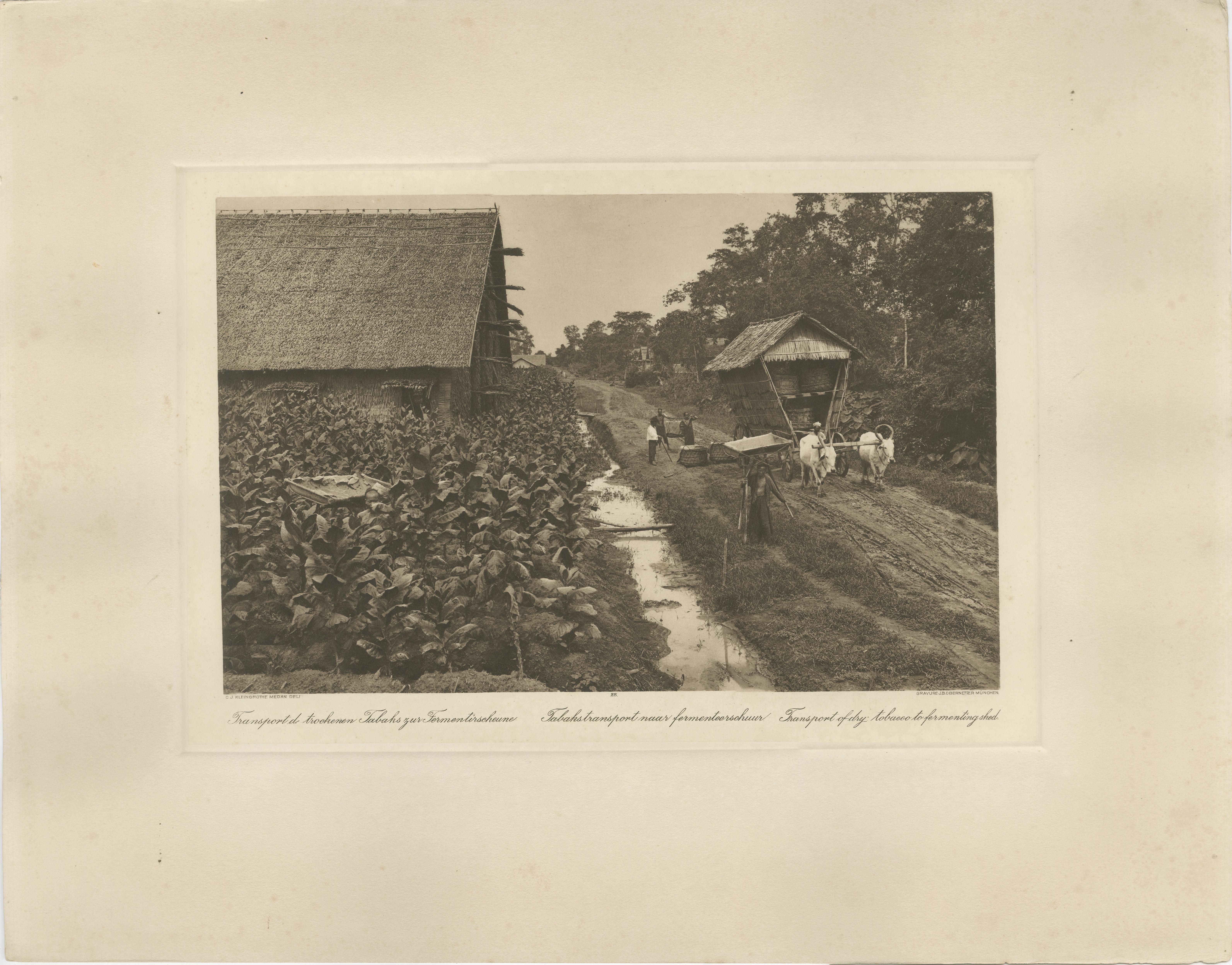 Papier Ensemble de 4 photogravures de l'industrie du tabac - A.I.C., C.J. Kleingrothe, 1910 en vente