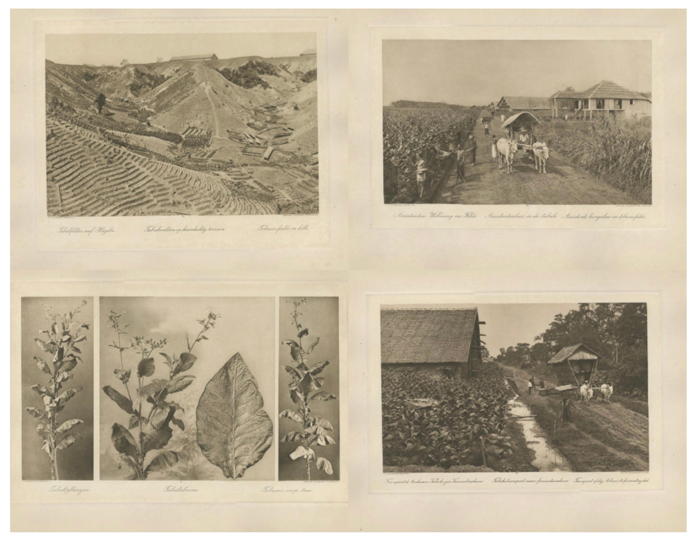 Ensemble de 4 photogravures de l'industrie du tabac - A.I.C., C.J. Kleingrothe, vers 1910

Un ensemble très désirable de quatre photogravures originales documentant les étapes clés de l'industrie du tabac de Coloni dans l'est de Sumatra pendant
