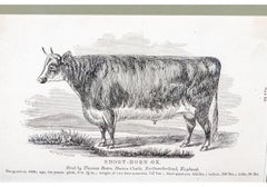 Set Of 4 Vintage Bookplate Lithographs With Cattle