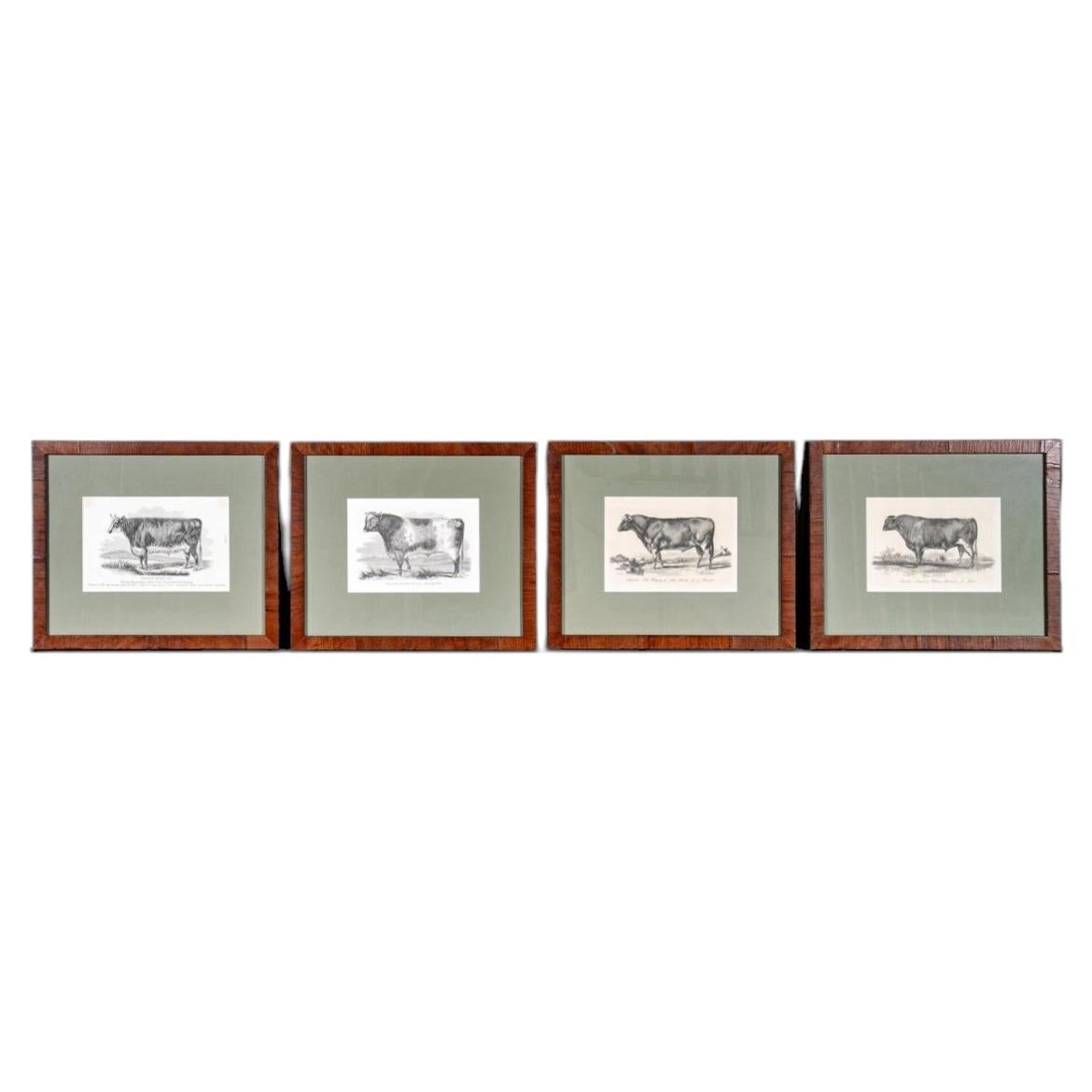 Set Of 4 Vintage Bookplate Lithographs With Cattle
