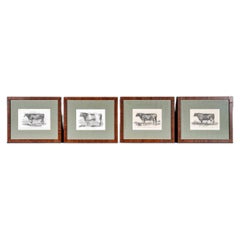 Set Of 4 Vintage Bookplate Lithographs With Cattle