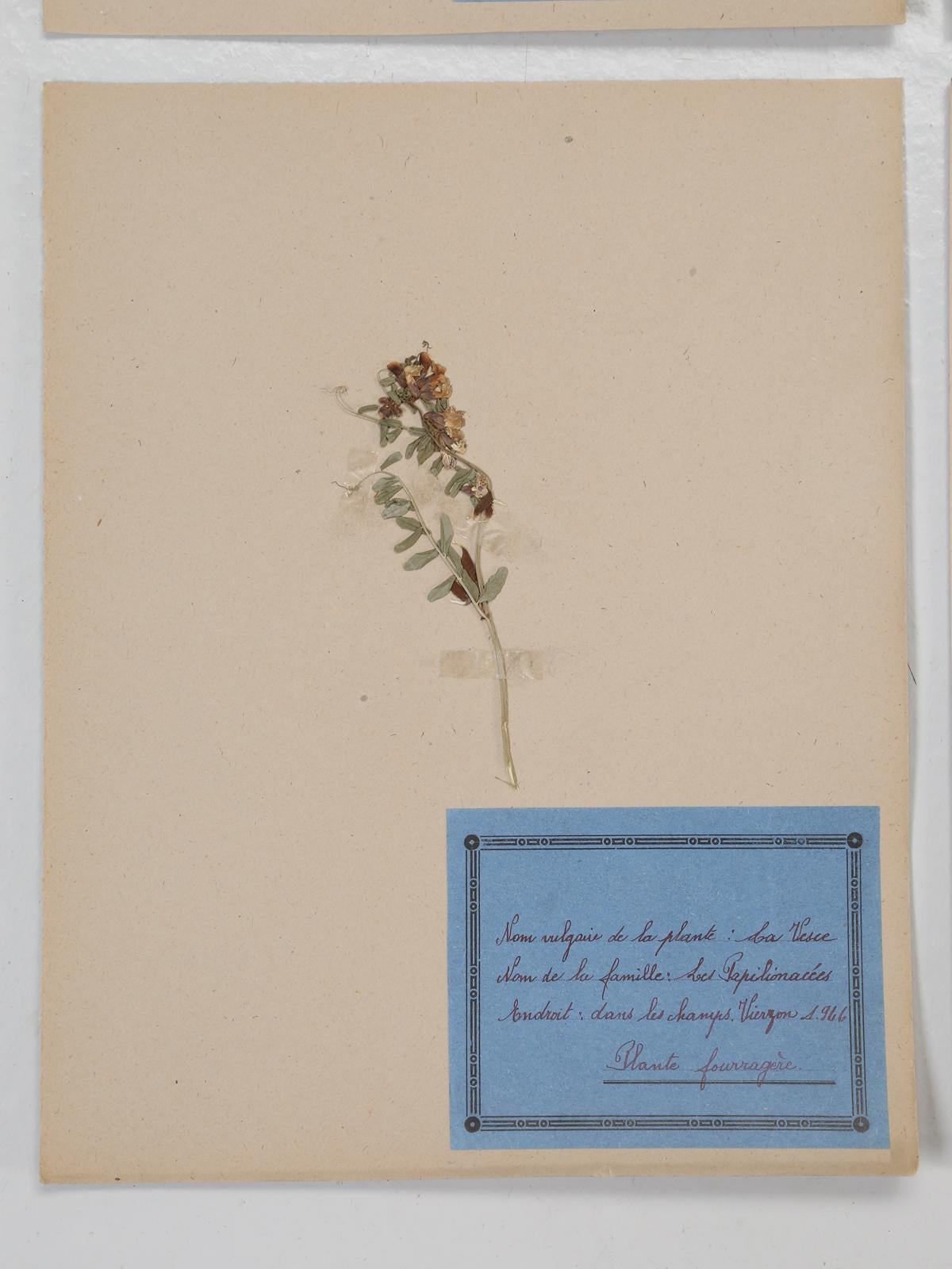 Set of 4 Vintage French Pressed Botanical's 1