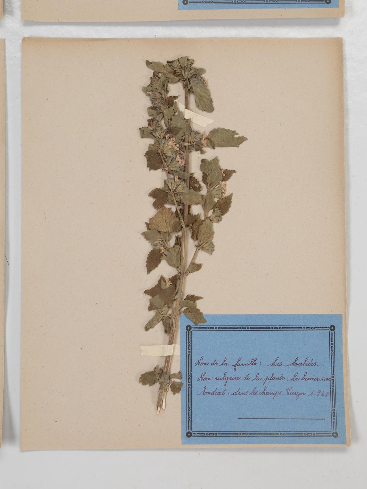 Set of 4 Vintage French Pressed Botanical's 3