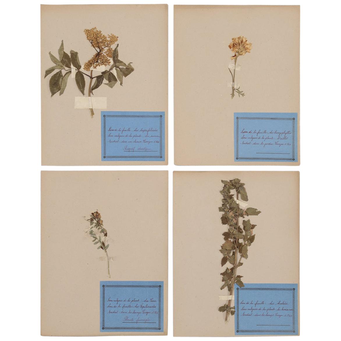 Set of 4 Vintage French Pressed Botanical's